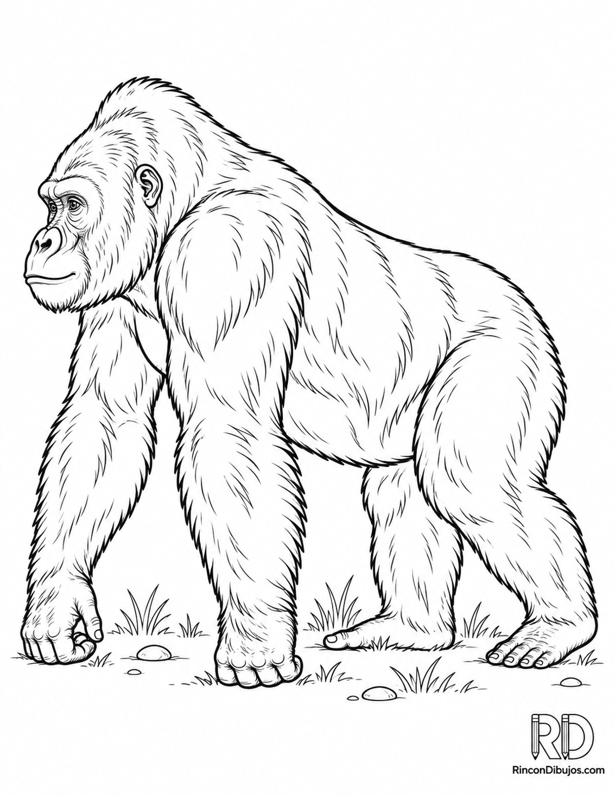 Dibujo de gorila occidental para colorear Dibujo de gorila occidental para colorear
