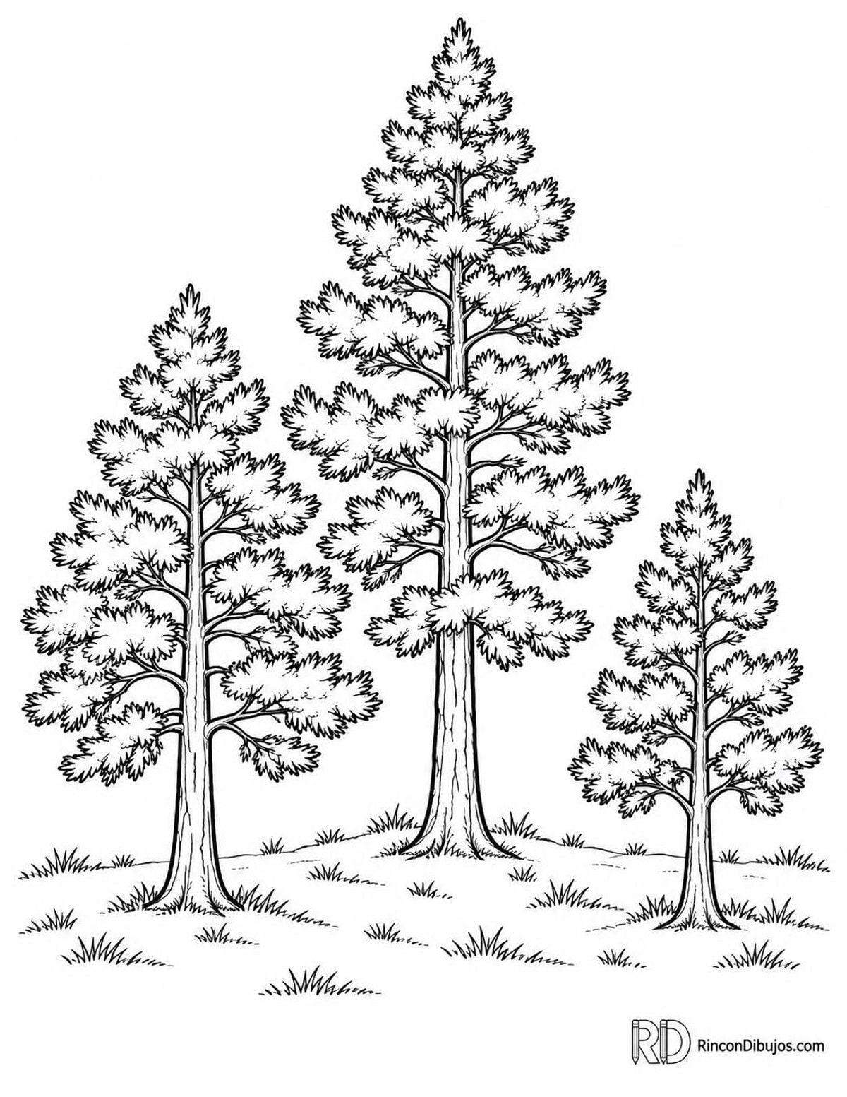 Dibujo de grupo de pinos para colorear Dibujo de grupo de pinos para colorear