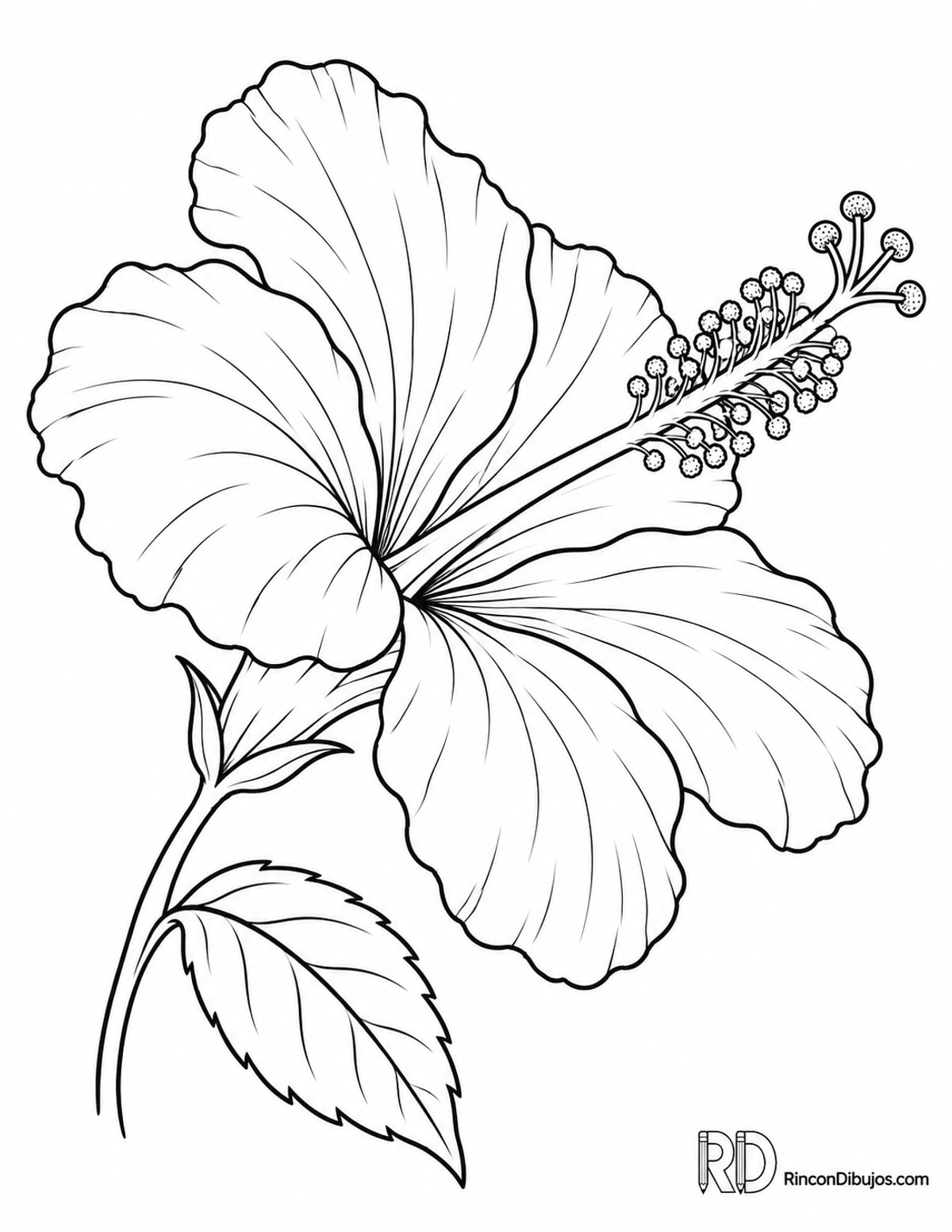 Dibujo de hibisco para colorear Dibujo de hibisco para colorear