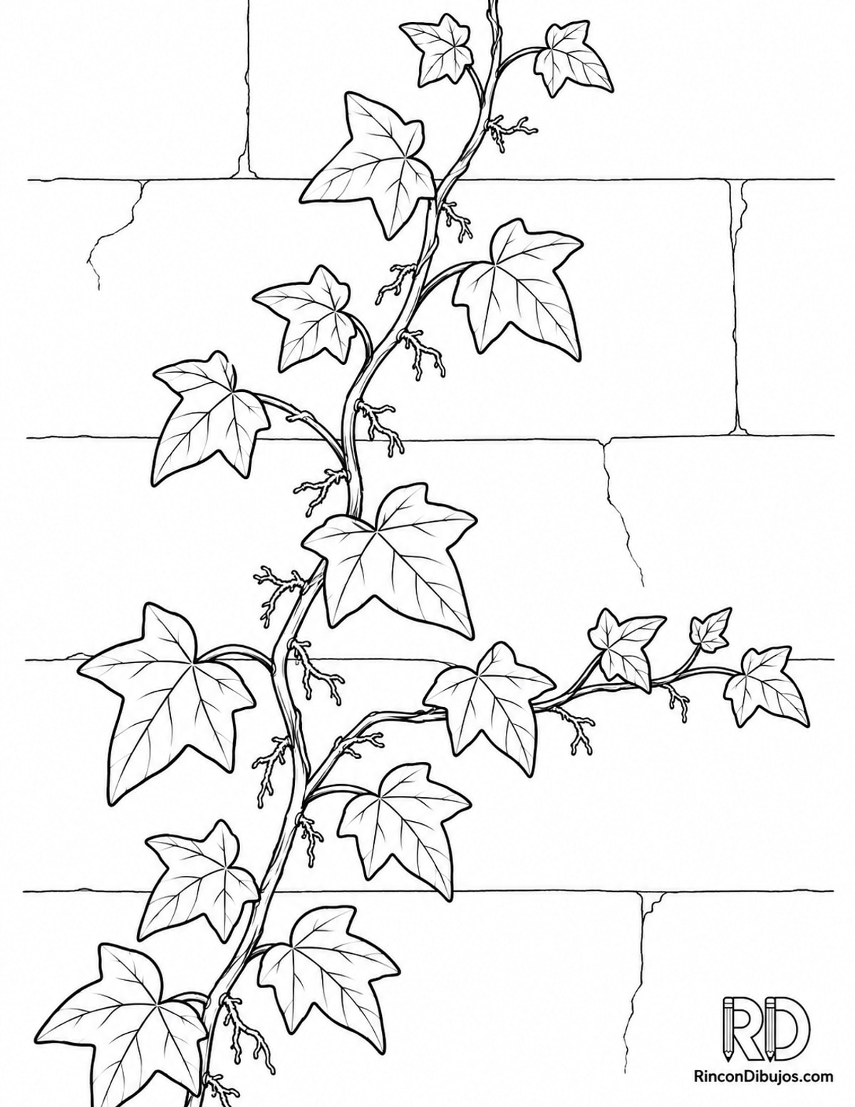 Dibujo de hiedra trepadora para colorear Dibujo de hiedra trepadora para colorear