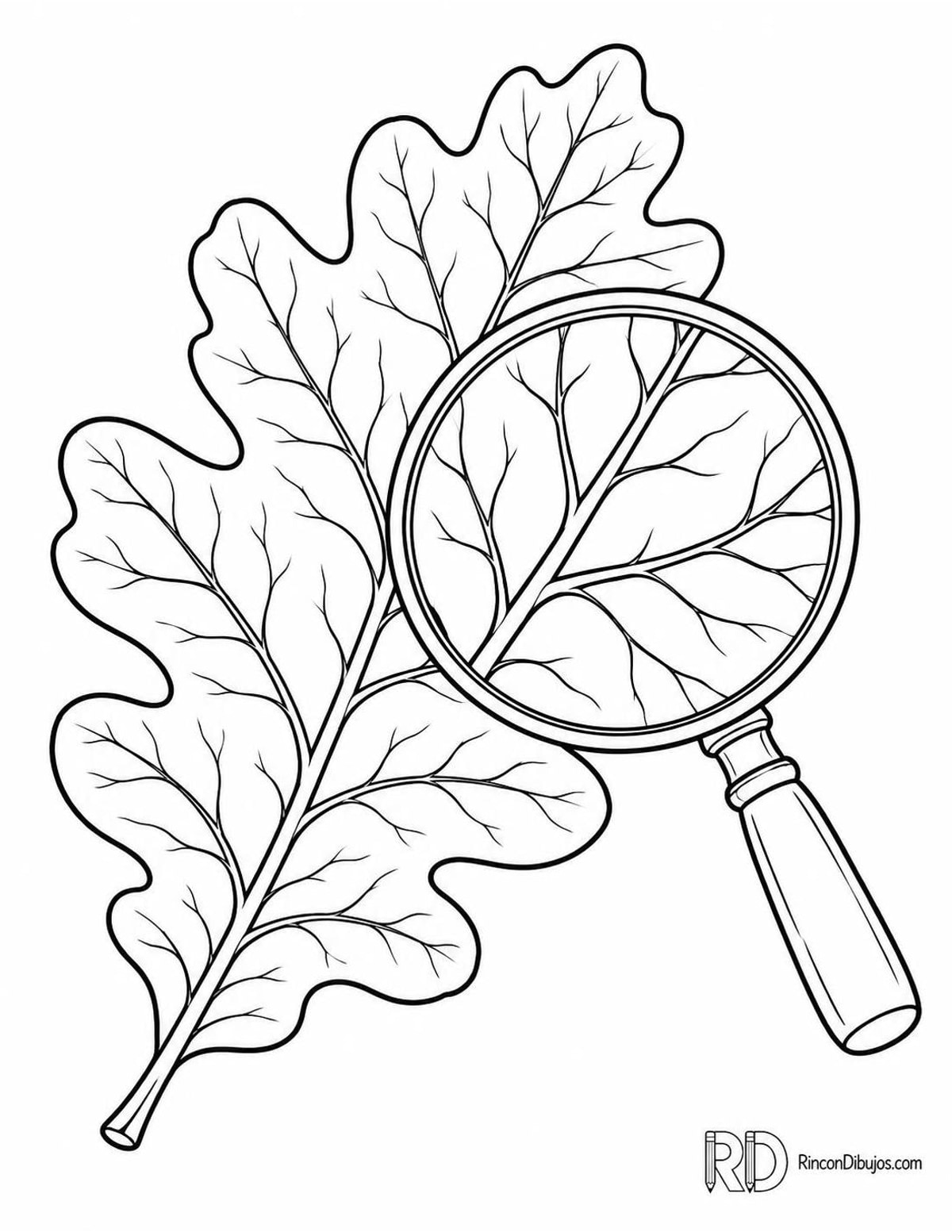 Dibujo de hoja de roble para colorear
