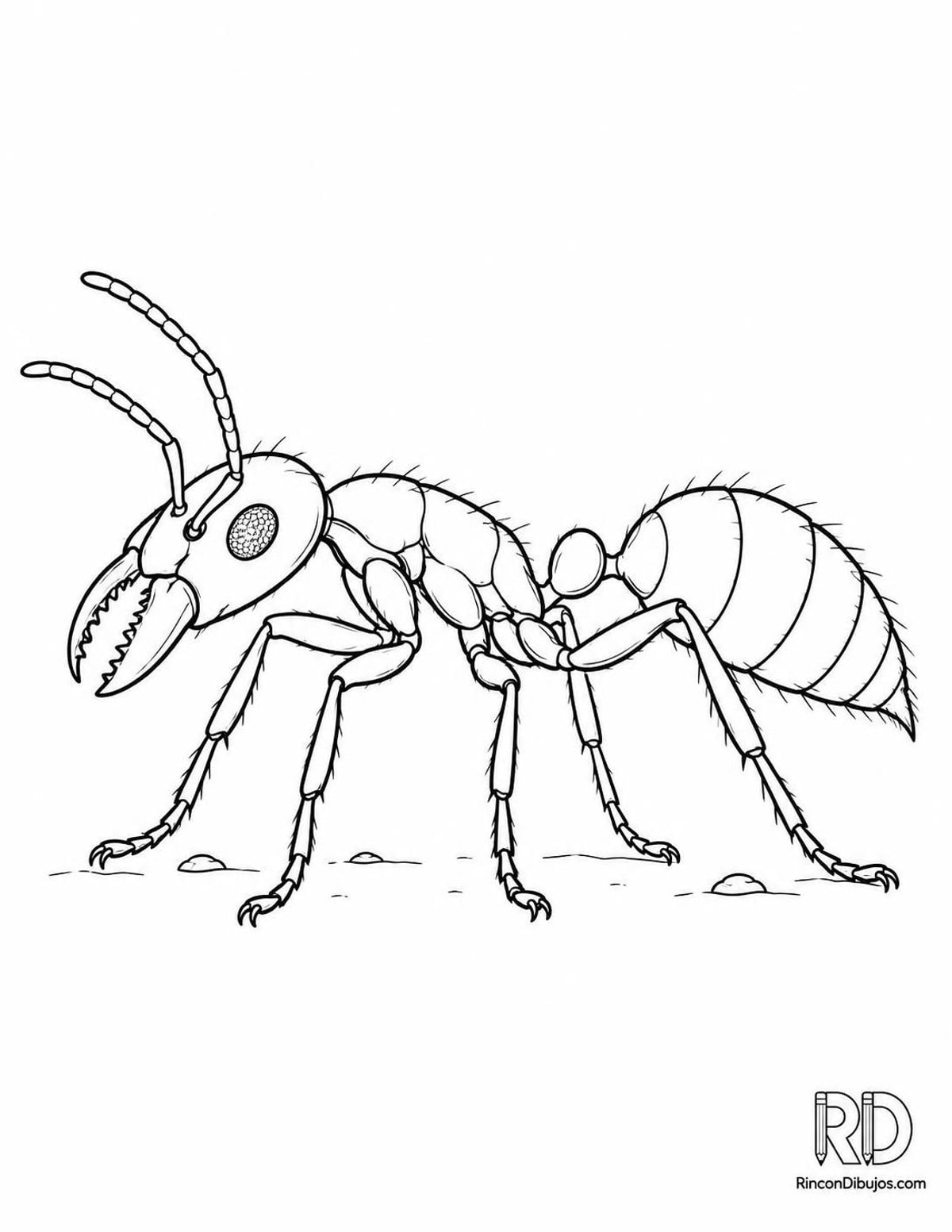 Dibujo de hormiga bala para colorear Dibujo de hormiga bala para colorear