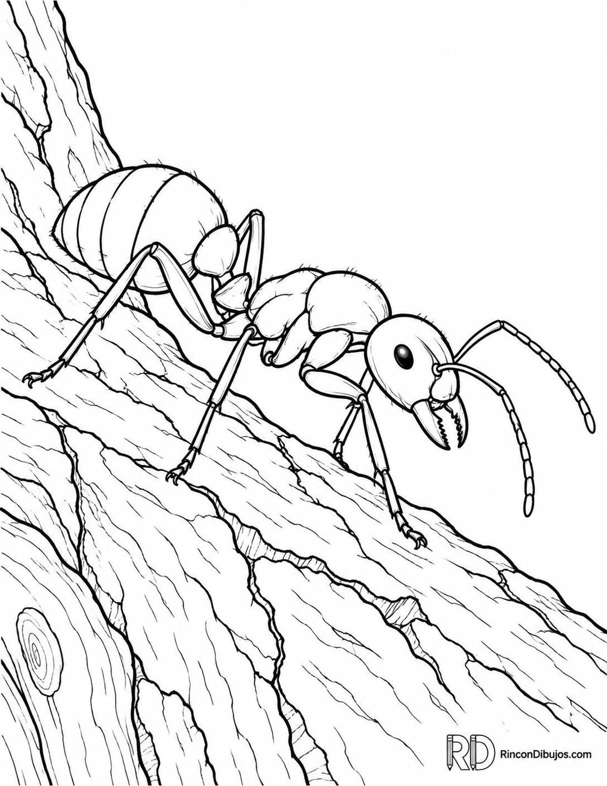 Dibujo de hormiga carpintera para colorear Dibujo de hormiga carpintera para colorear