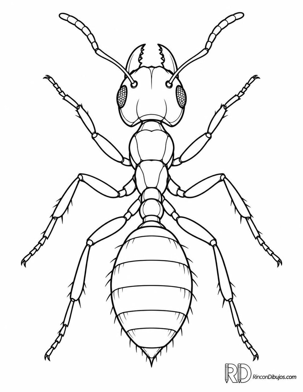Dibujo de hormiga negra para colorear Dibujo de hormiga negra para colorear
