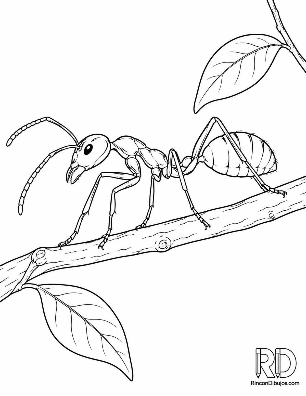 Dibujo de hormiga tejedora para colorear Dibujo de hormiga tejedora para colorear