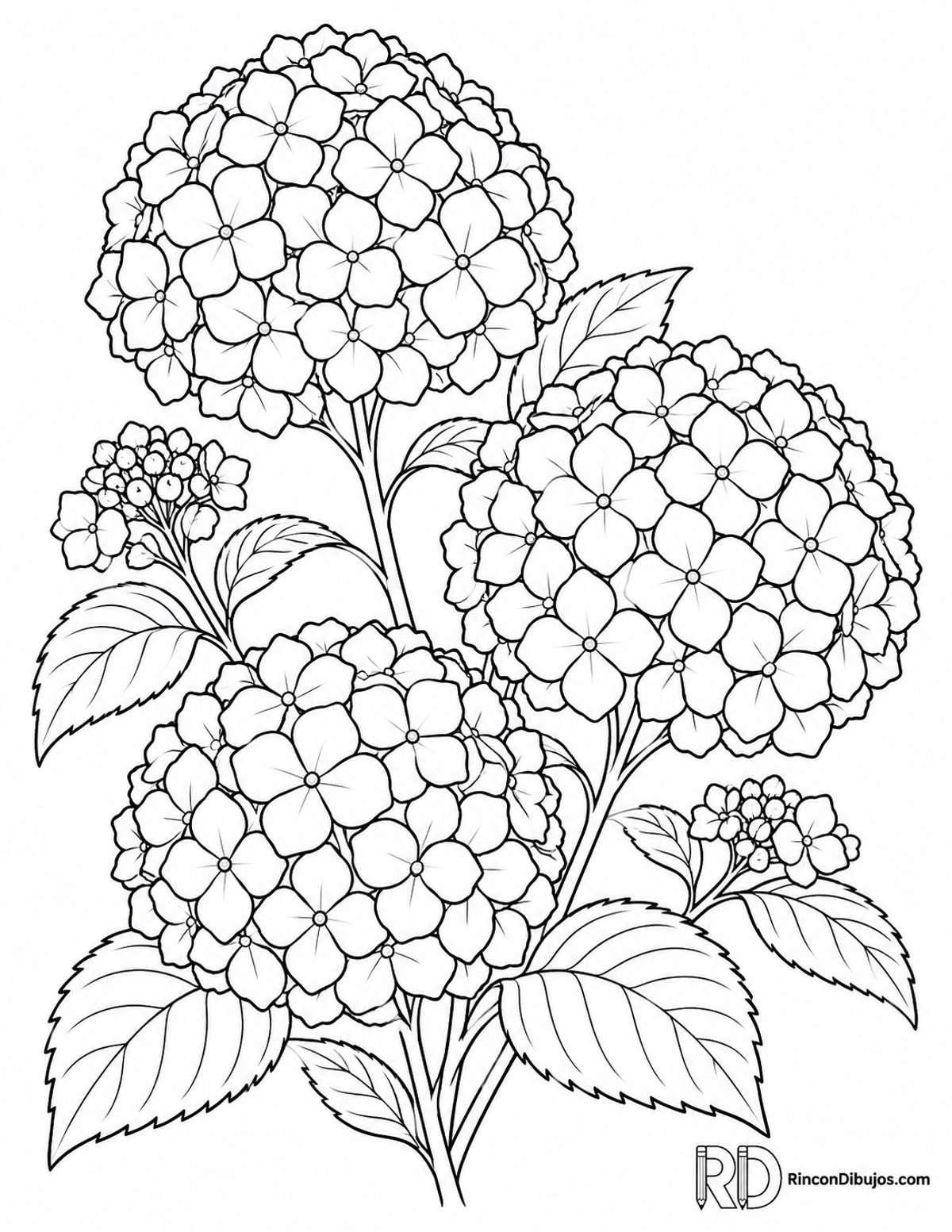 Dibujo de hortensias redondeadas para colorear Dibujo de hortensias redondeadas para colorear