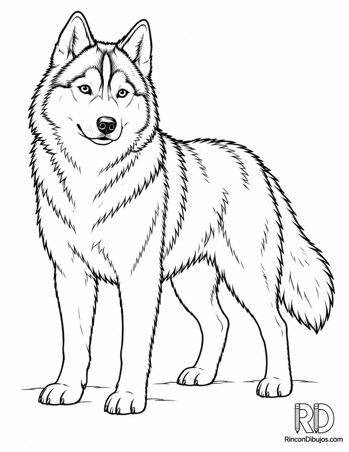 Dibujo de husky siberiano para colorear Dibujo de husky siberiano para colorear