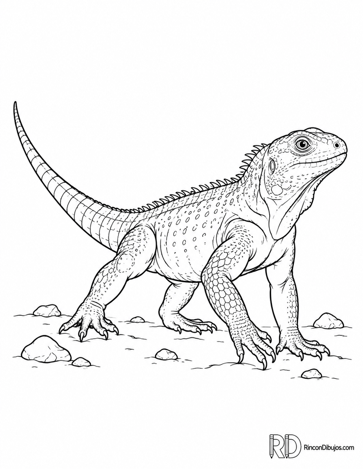 Dibujo de iguana del desierto para colorear Dibujo de iguana del desierto para colorear
