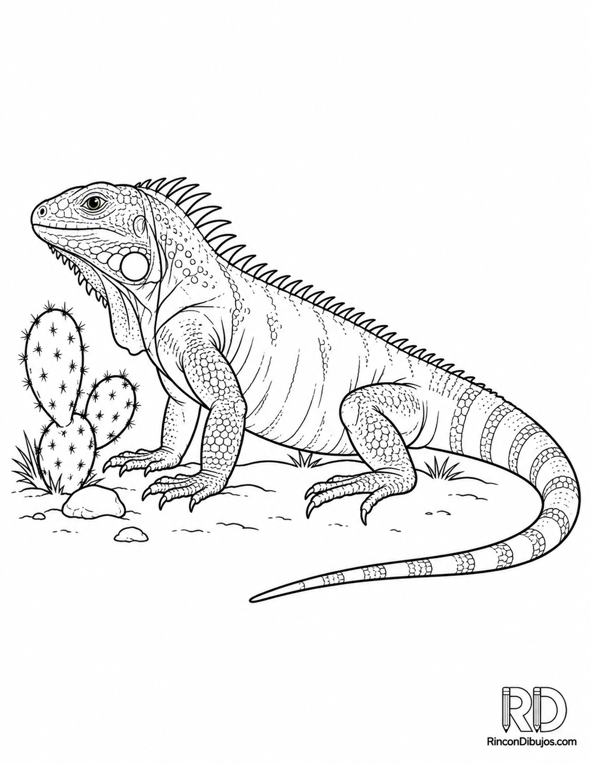 Dibujo de iguana del desierto para colorear Dibujo de iguana del desierto para colorear
