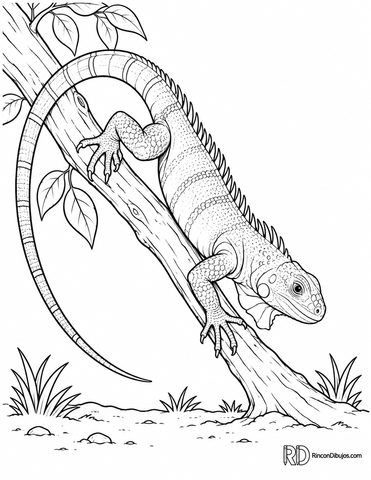 Dibujo de iguana joven para colorear Dibujo de iguana joven para colorear