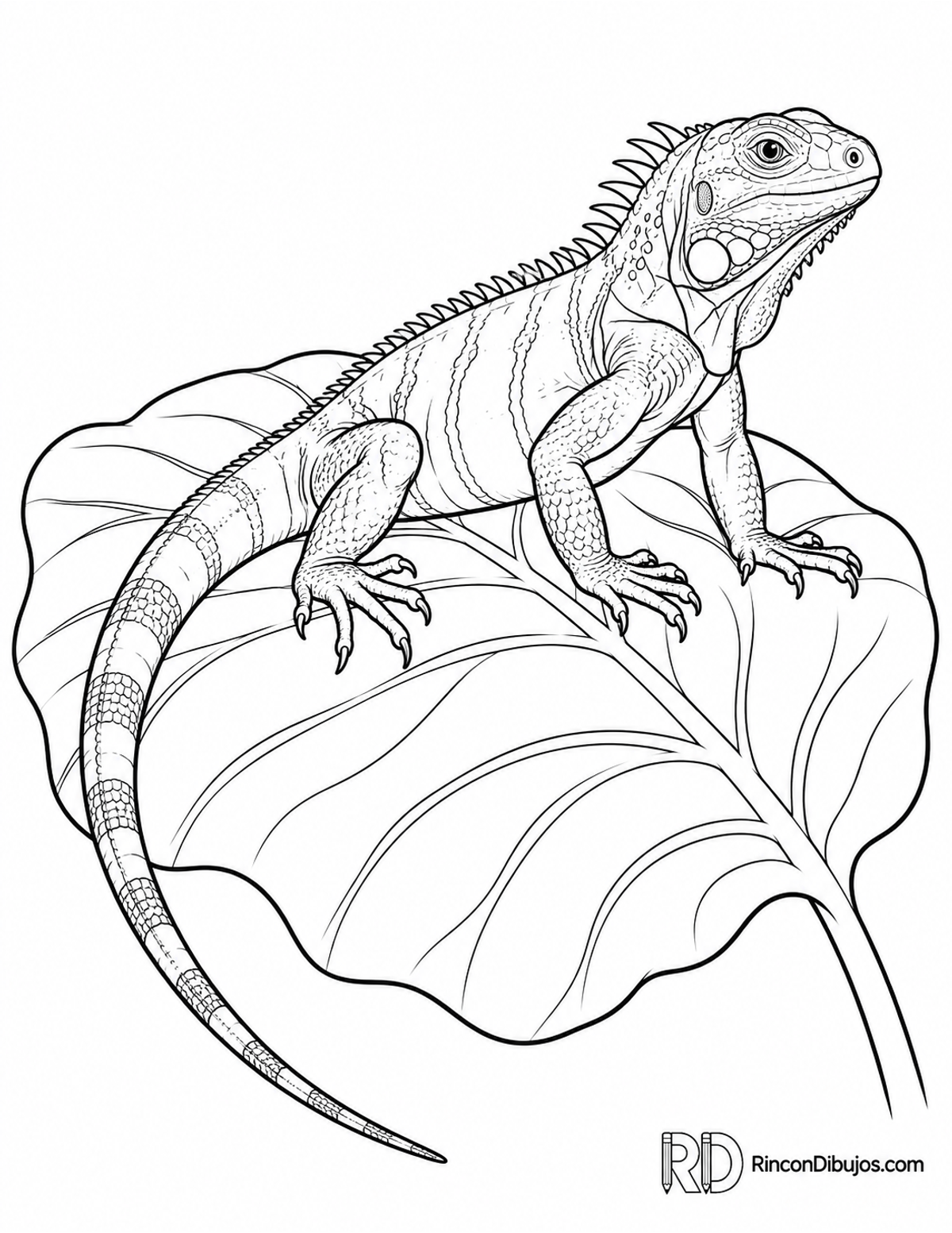 Dibujo de iguana joven para colorear Dibujo de iguana joven para colorear