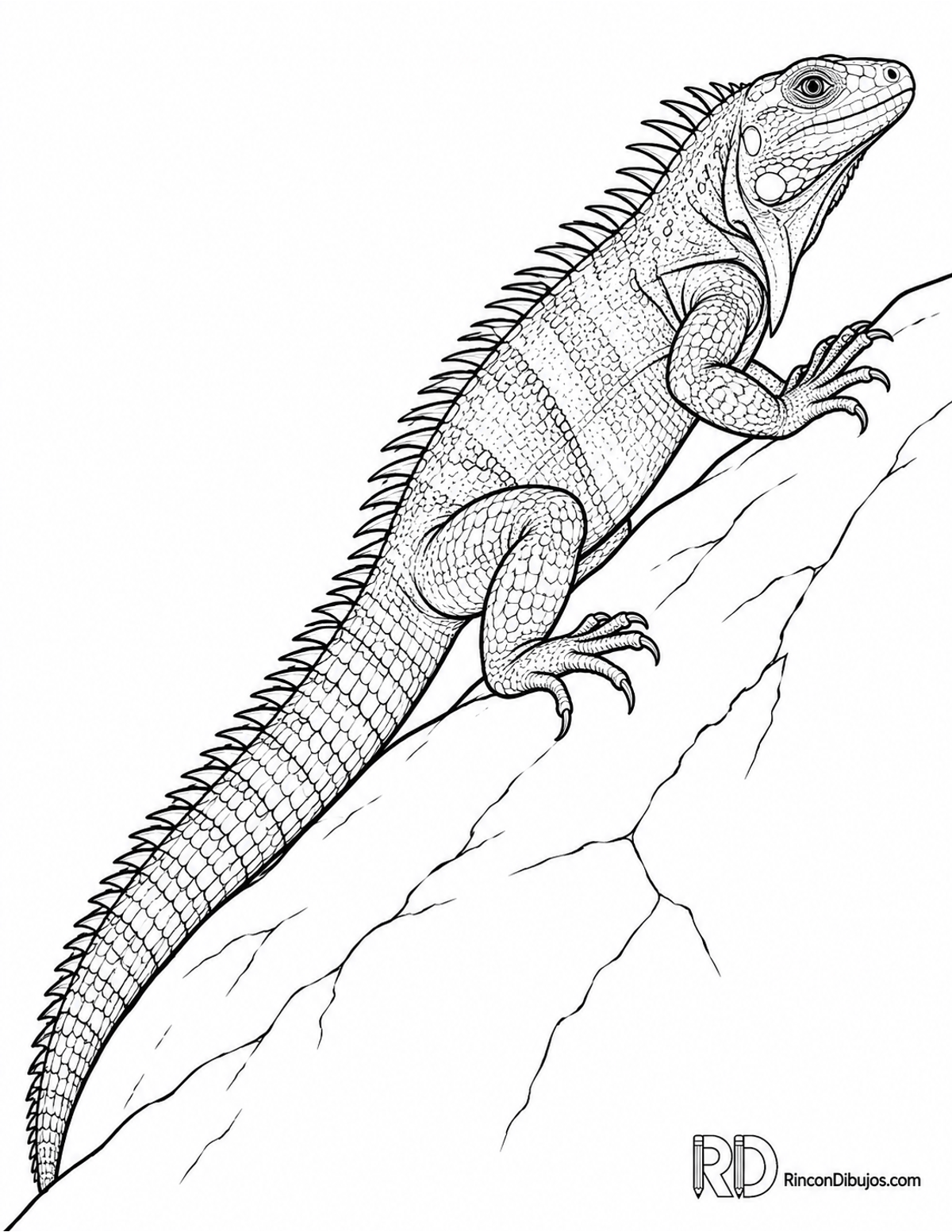 Dibujo de iguana negra para colorear Dibujo de iguana negra para colorear