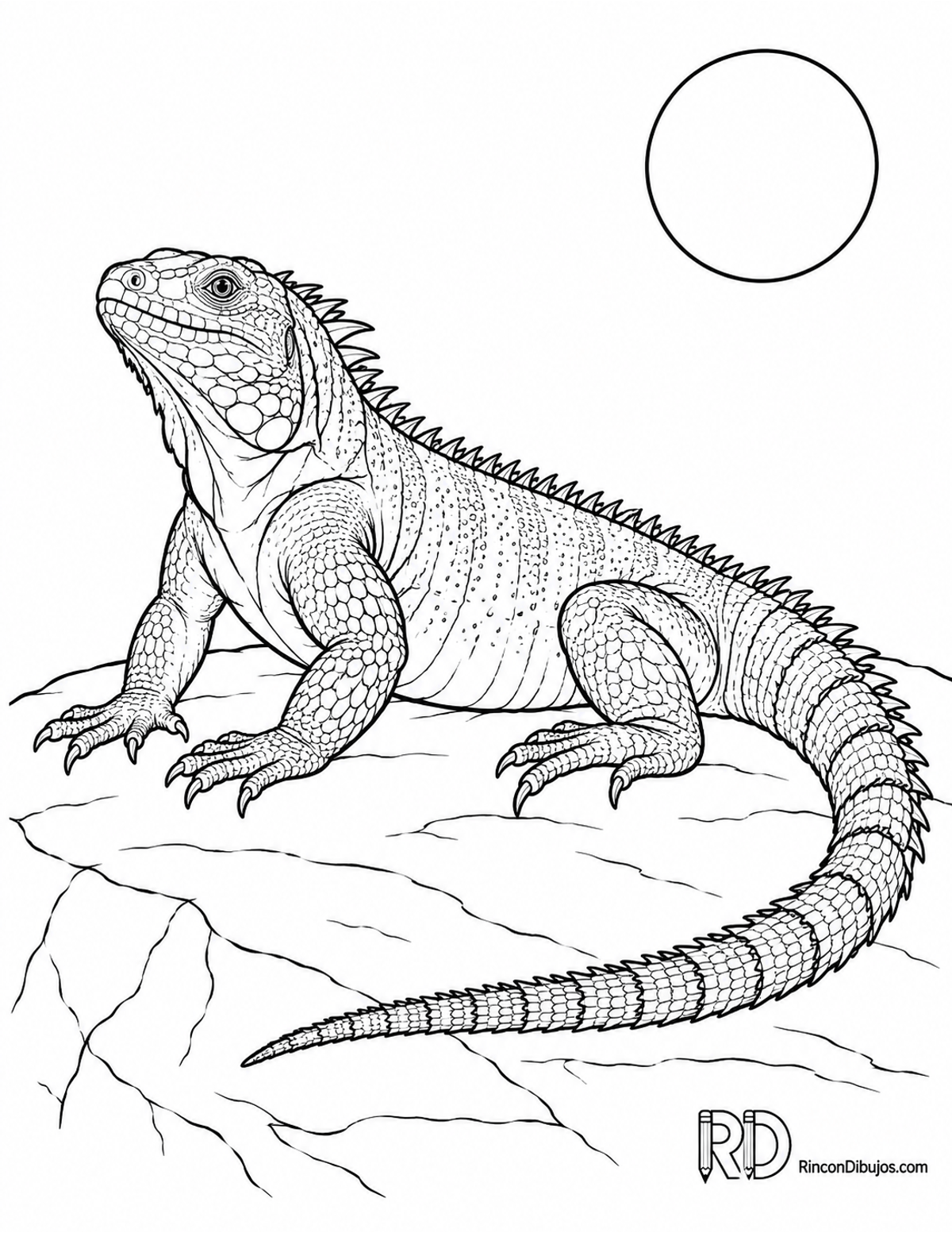 Dibujo de iguana negra para colorear Dibujo de iguana negra para colorear