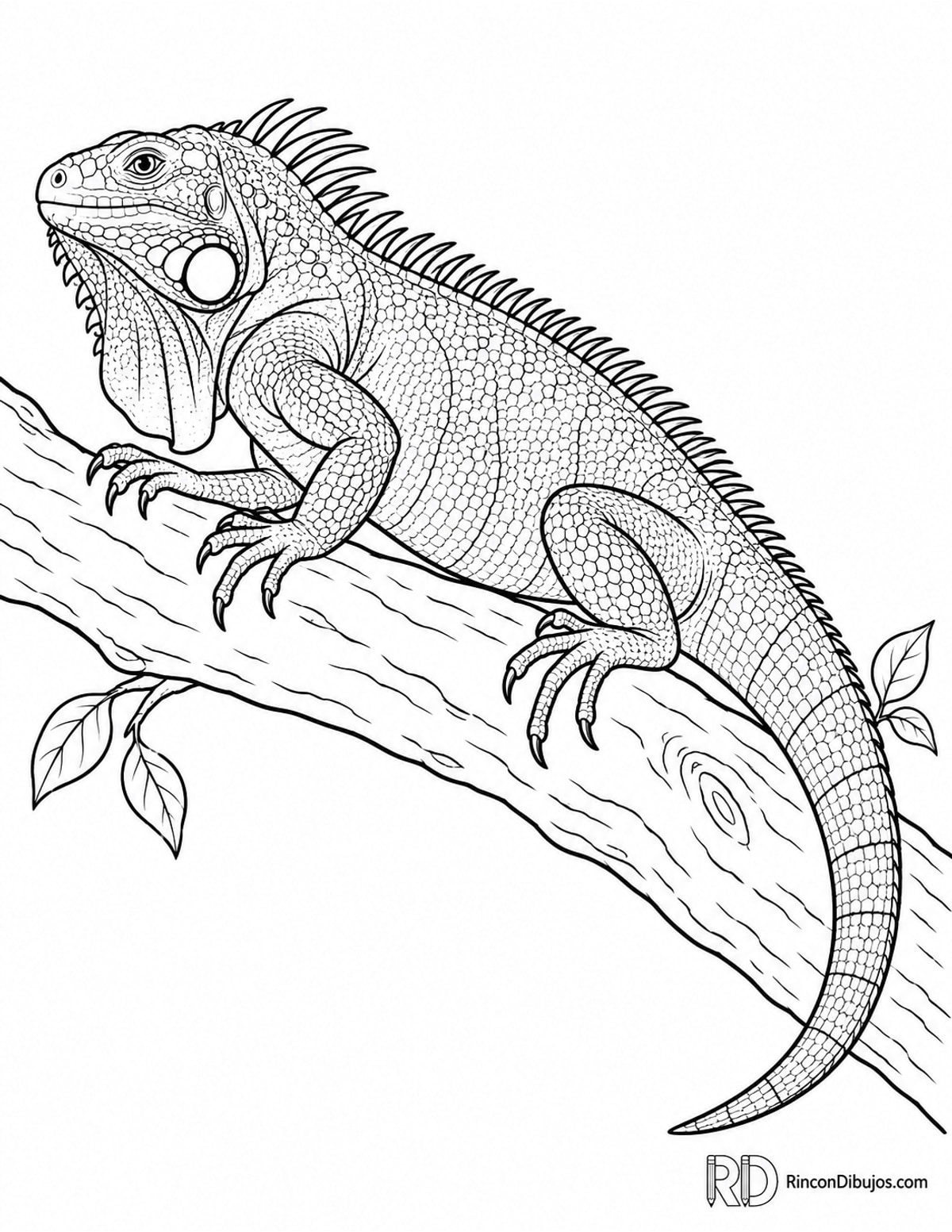 Dibujo de iguana verde descansando para colorear