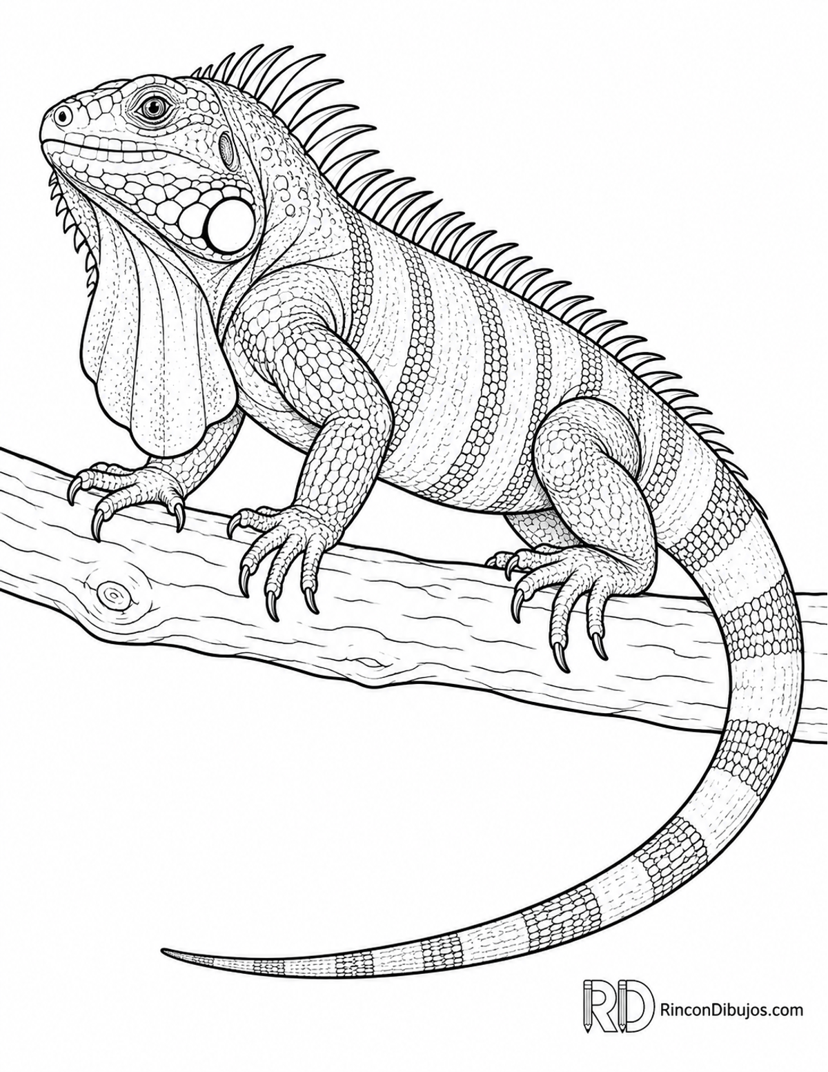 Dibujo de iguana verde para colorear Dibujo de iguana verde para colorear