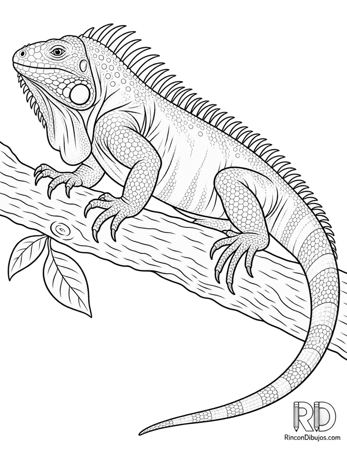 Dibujo de iguana verde para colorear Dibujo de iguana verde para colorear