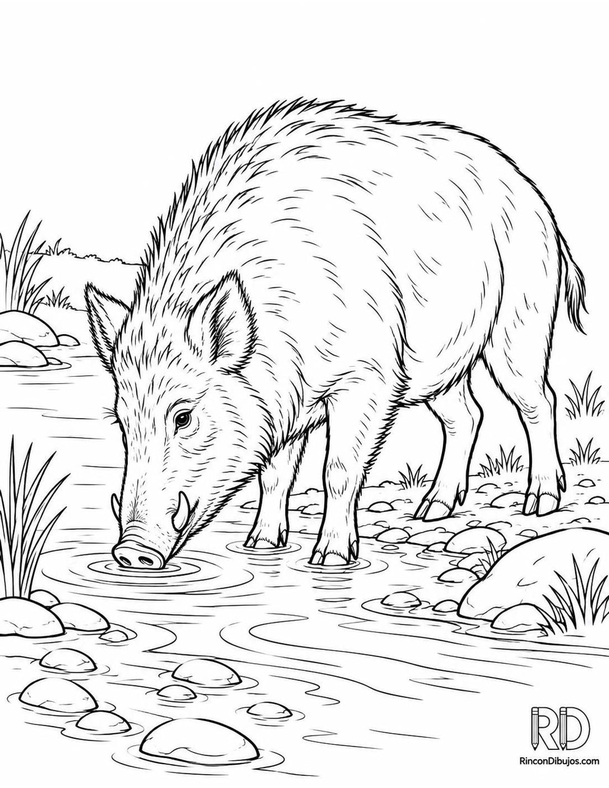 Dibujo de jabalí bebiendo para colorear