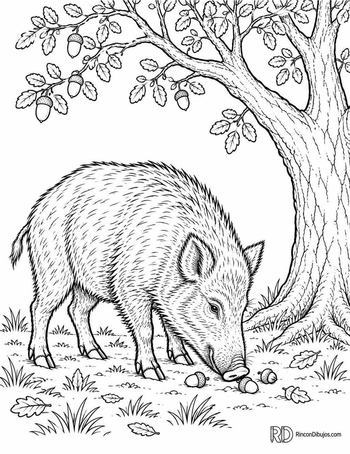 Dibujo de jabalí comiendo bellotas para colorear