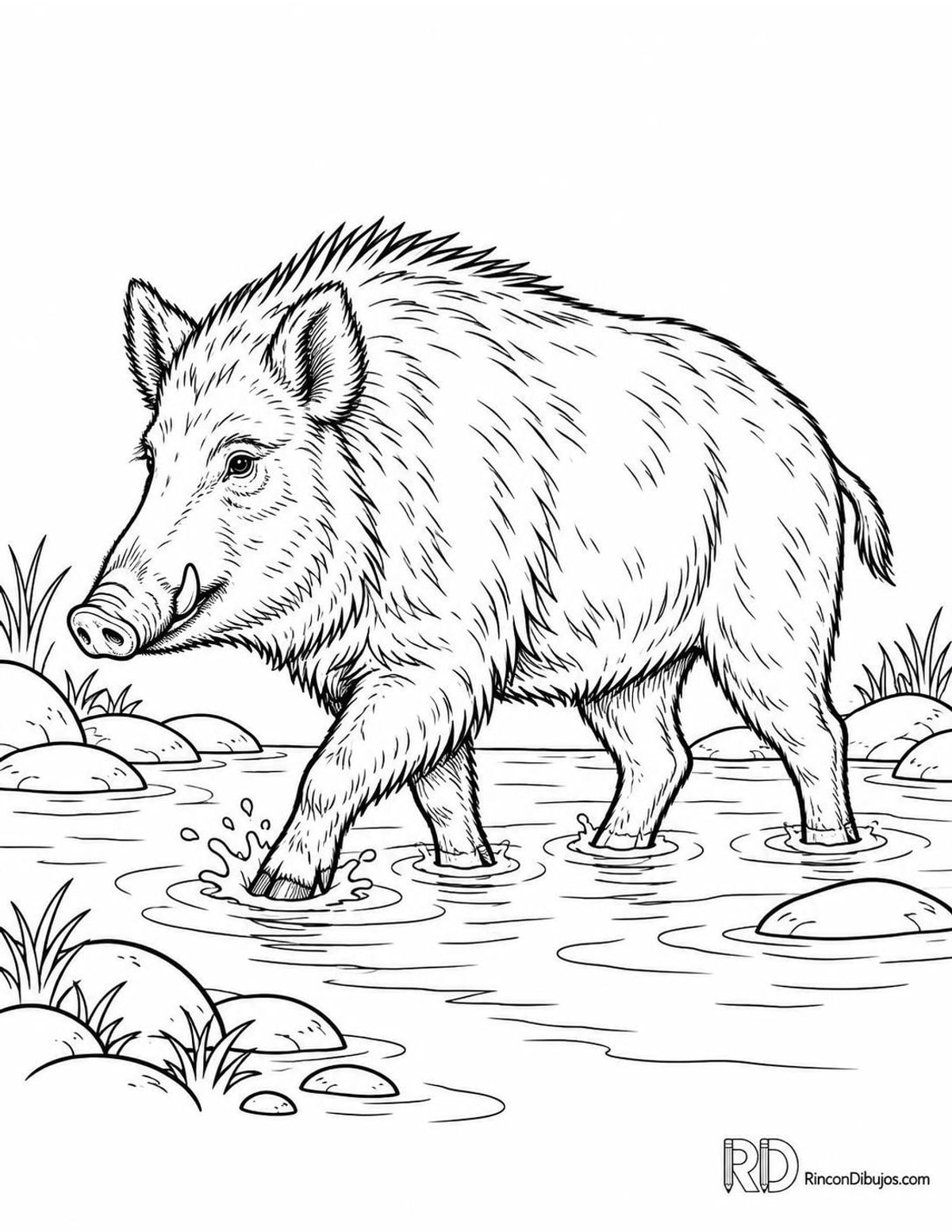 Dibujo de jabalí cruzando un arroyo para colorear