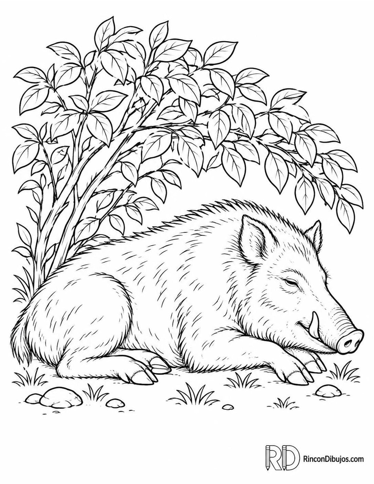 Dibujo de jabalí descansando para colorear