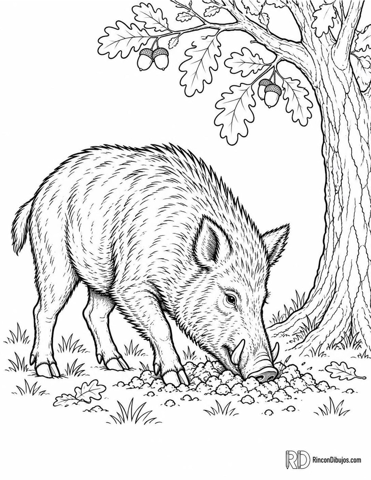 Dibujo de jabalí escarbando para colorear