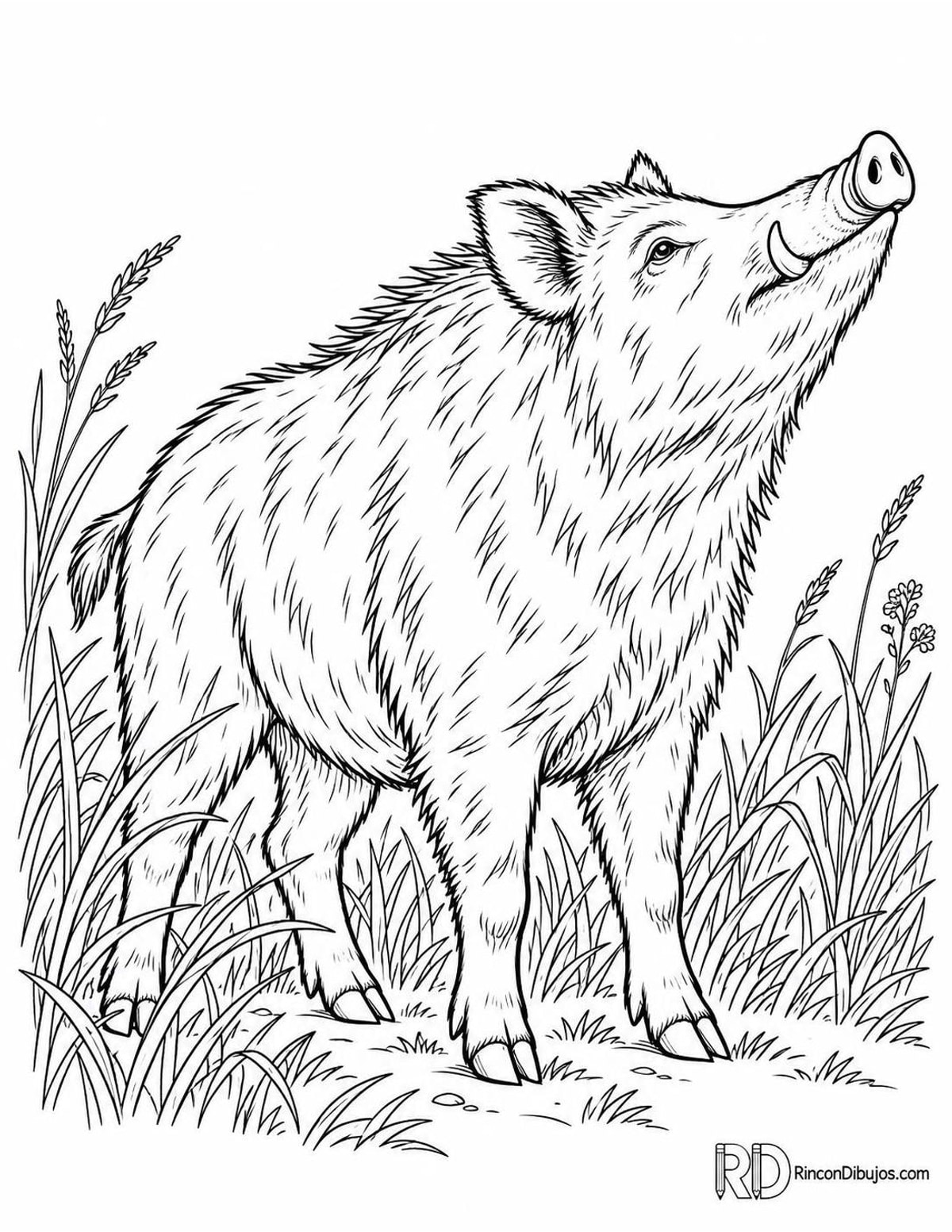 Dibujo de jabalí olfateando para colorear