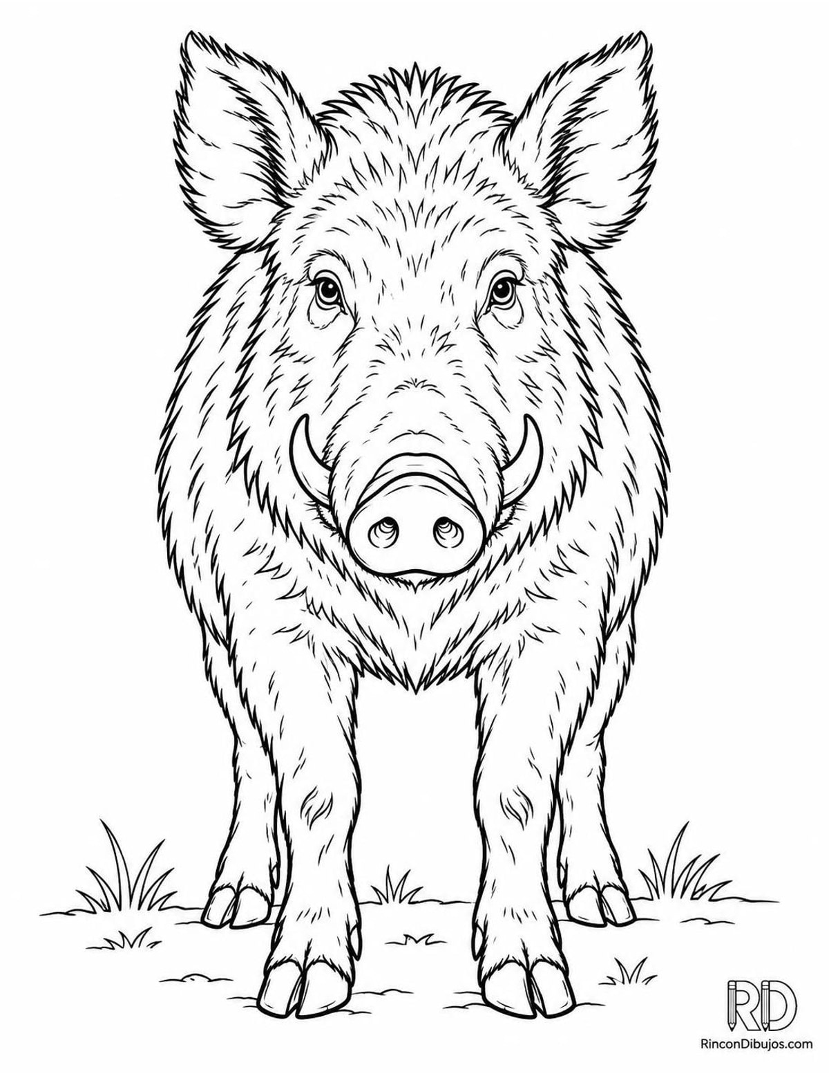 Dibujo de jabalí para colorear