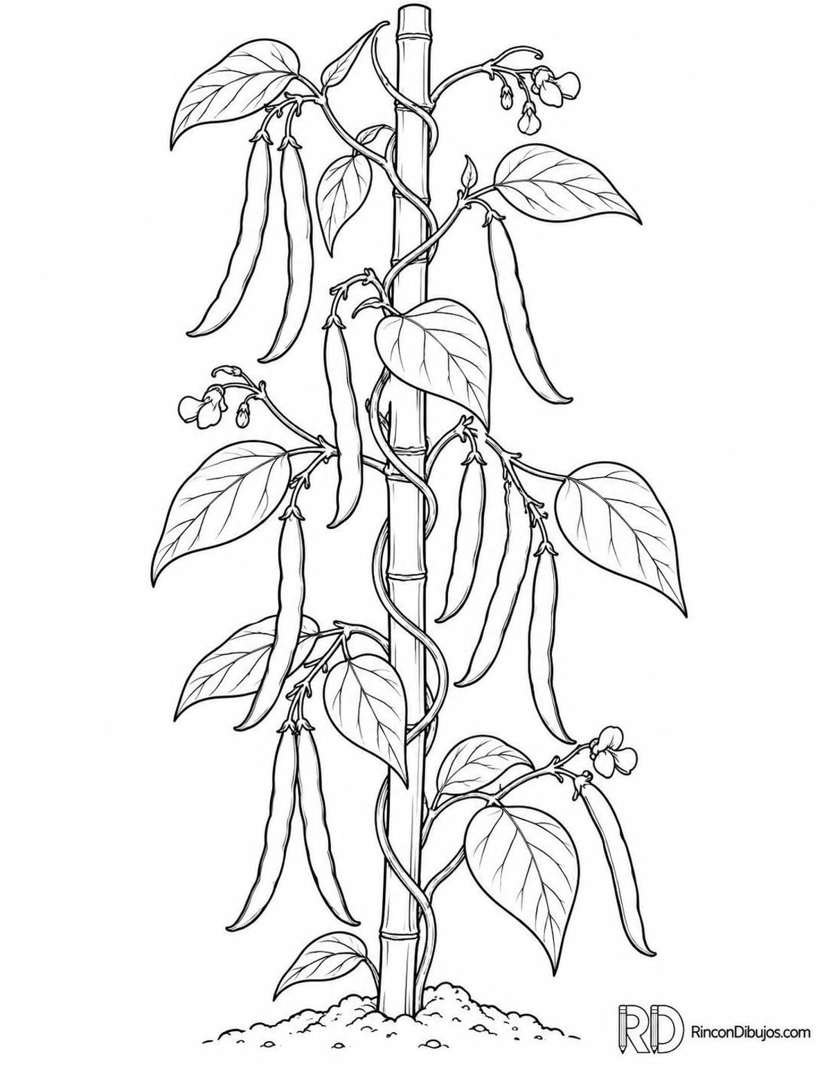 Dibujo de judías verdes para colorear