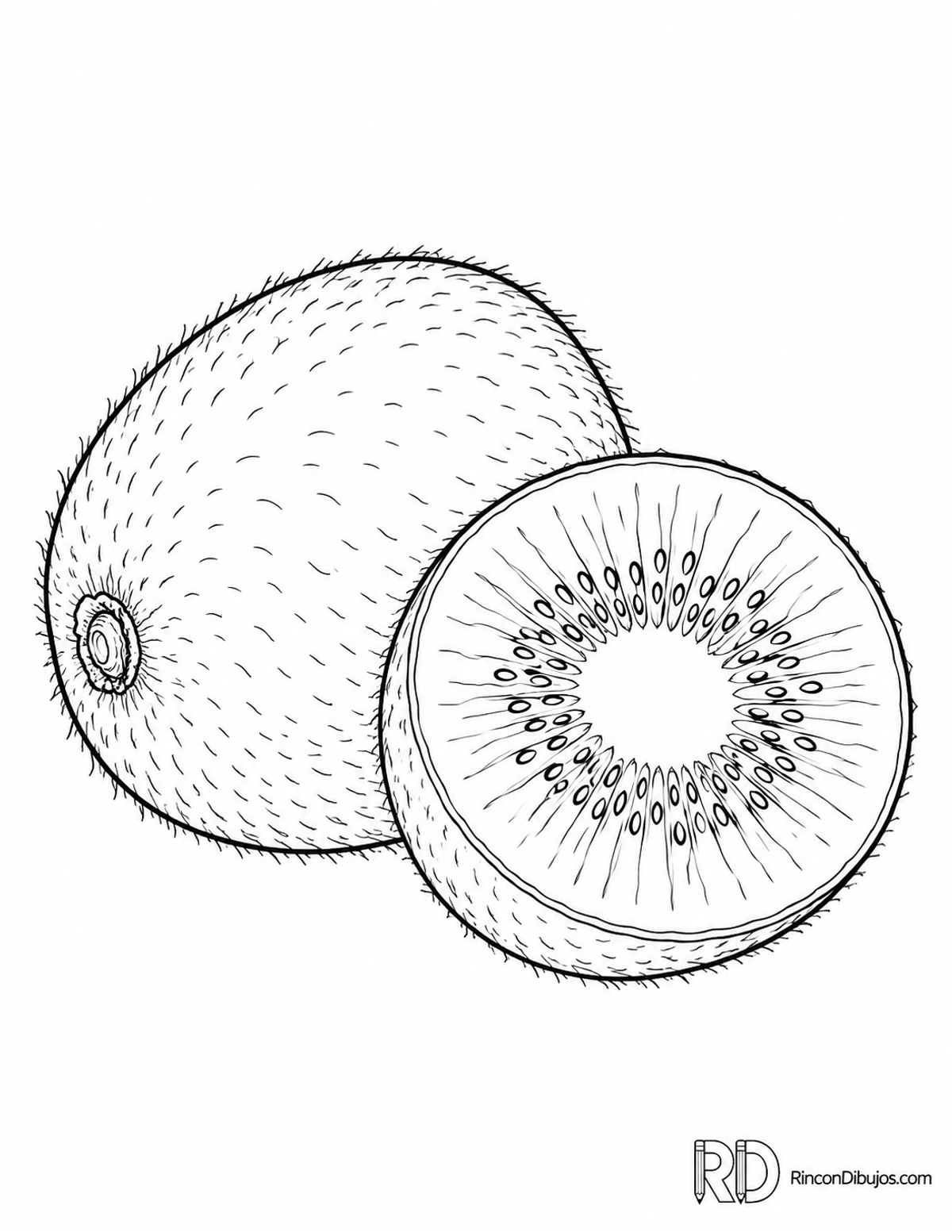 Dibujo de kiwi para colorear Dibujo de kiwi para colorear