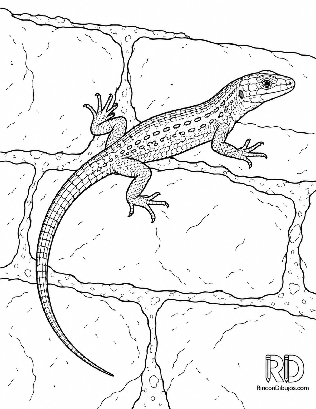 Dibujo de lagartija común para colorear