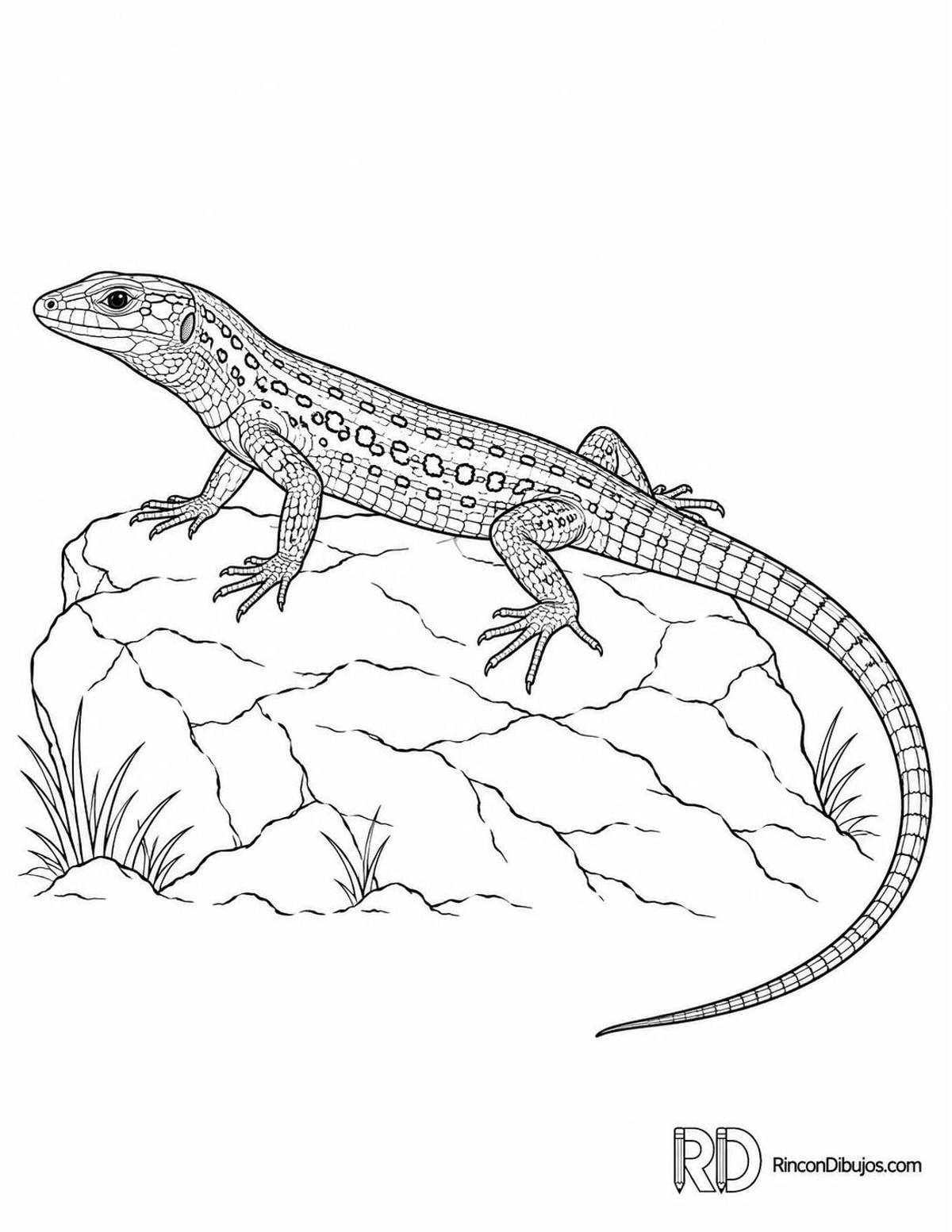 Dibujo de lagartija ibérica para colorear