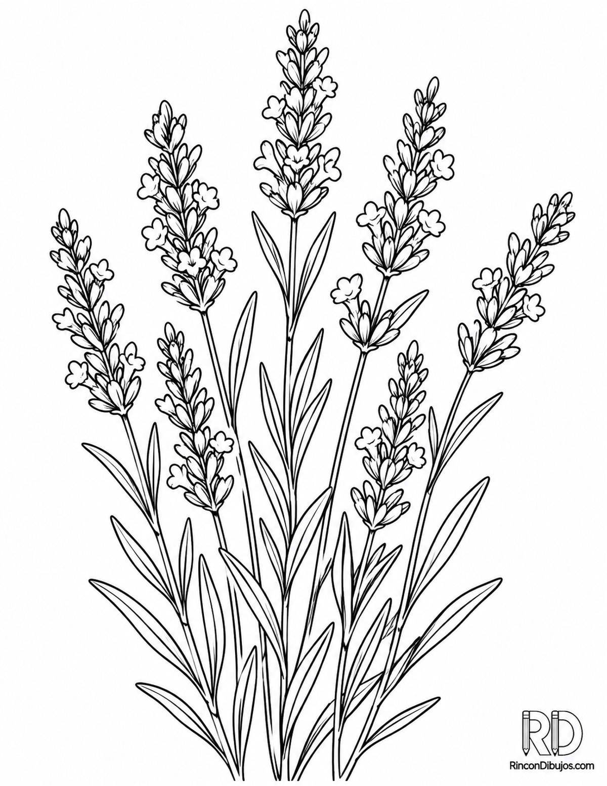 Dibujo de lavanda para colorear Dibujo de lavanda para colorear