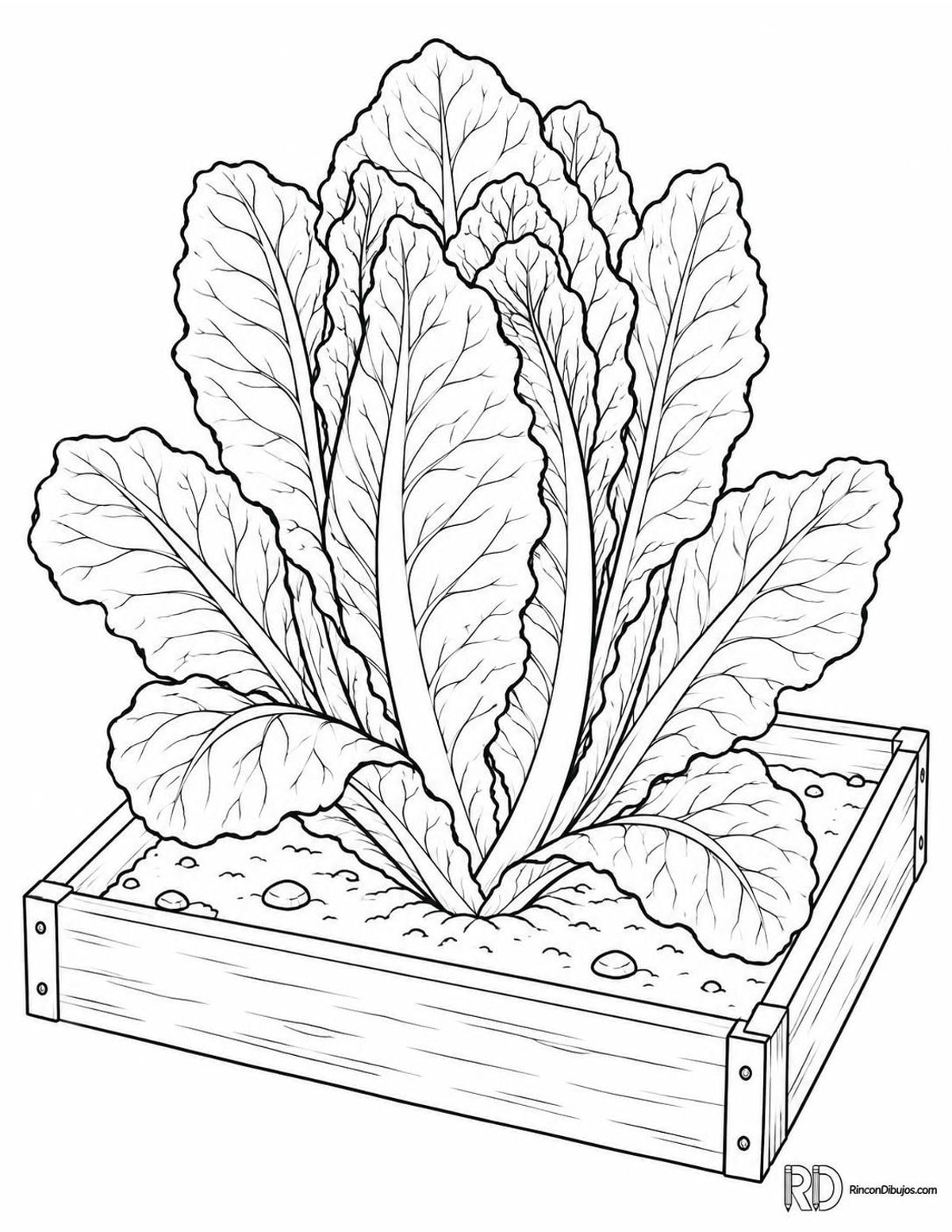 Dibujo de lechuga romana para colorear