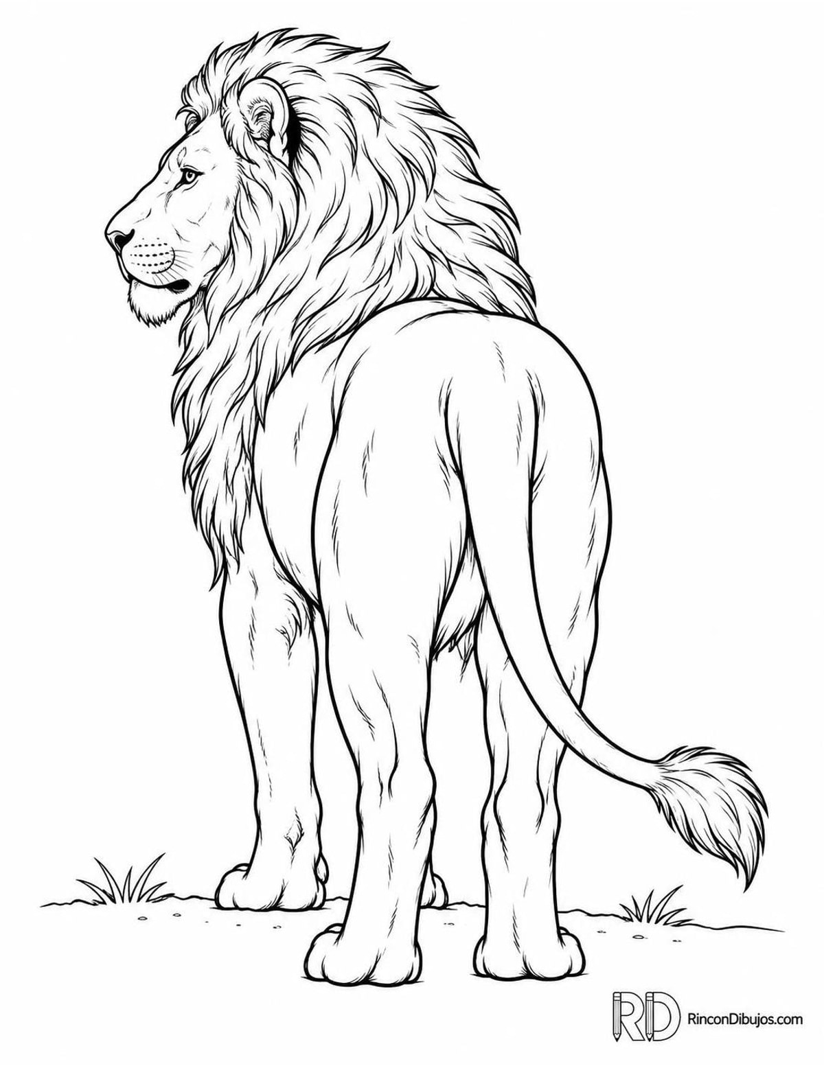 Dibujo de león adulto para colorear Dibujo de león adulto para colorear