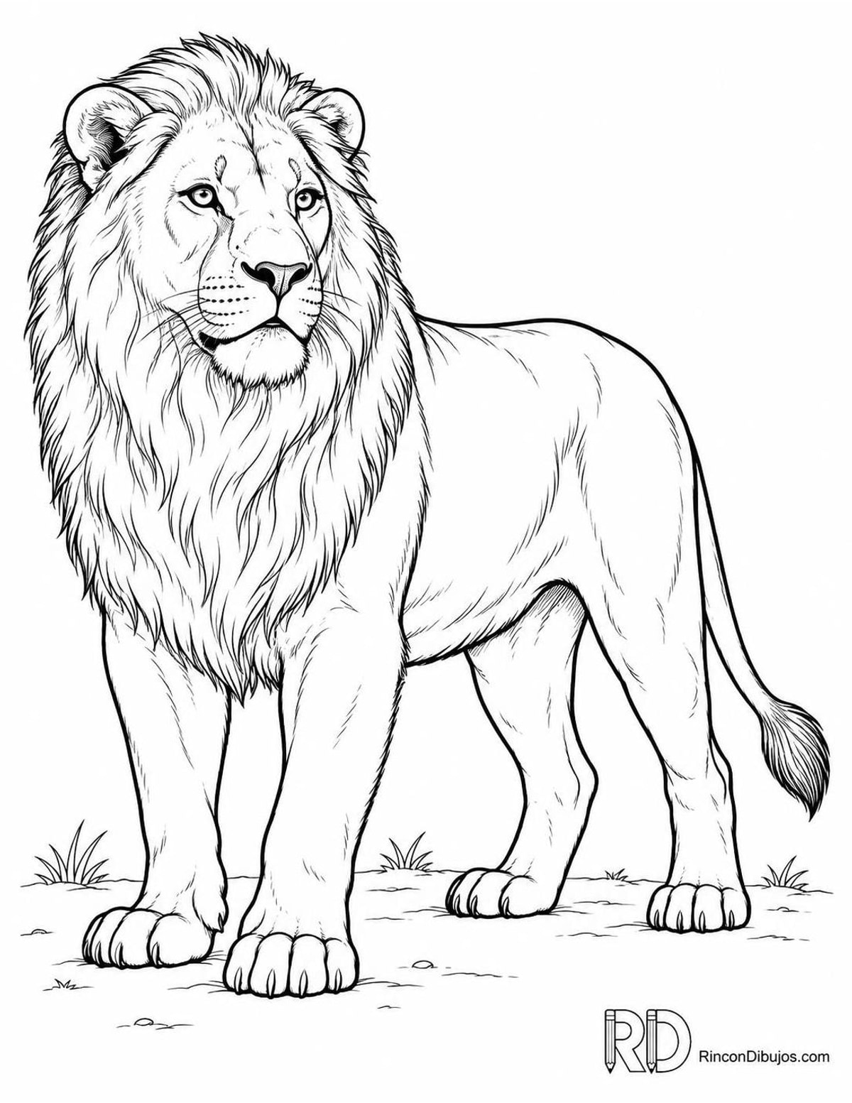 Dibujo de león asiático para colorear Dibujo de león asiático para colorear