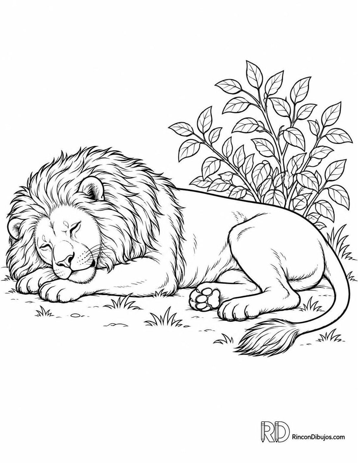 Dibujo de león dormido para colorear Dibujo de león dormido para colorear