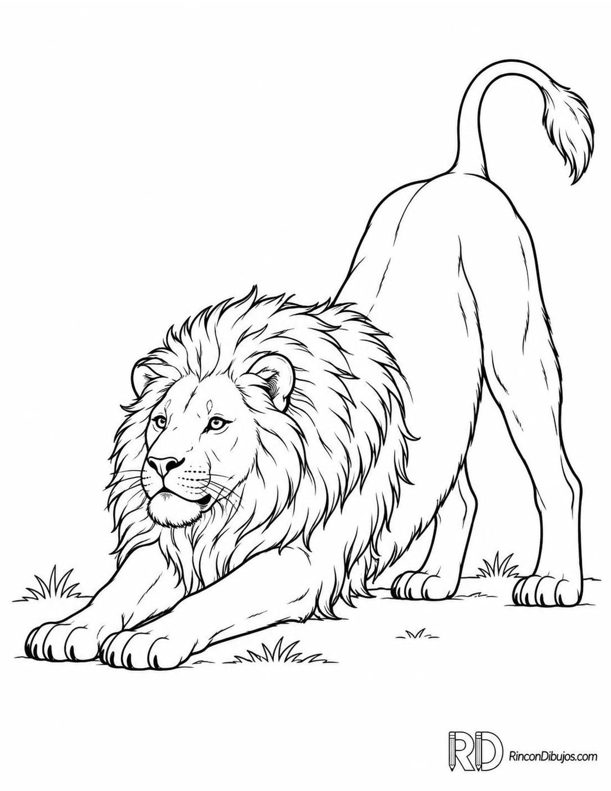 Dibujo de león estirándose para colorear Dibujo de león estirándose para colorear