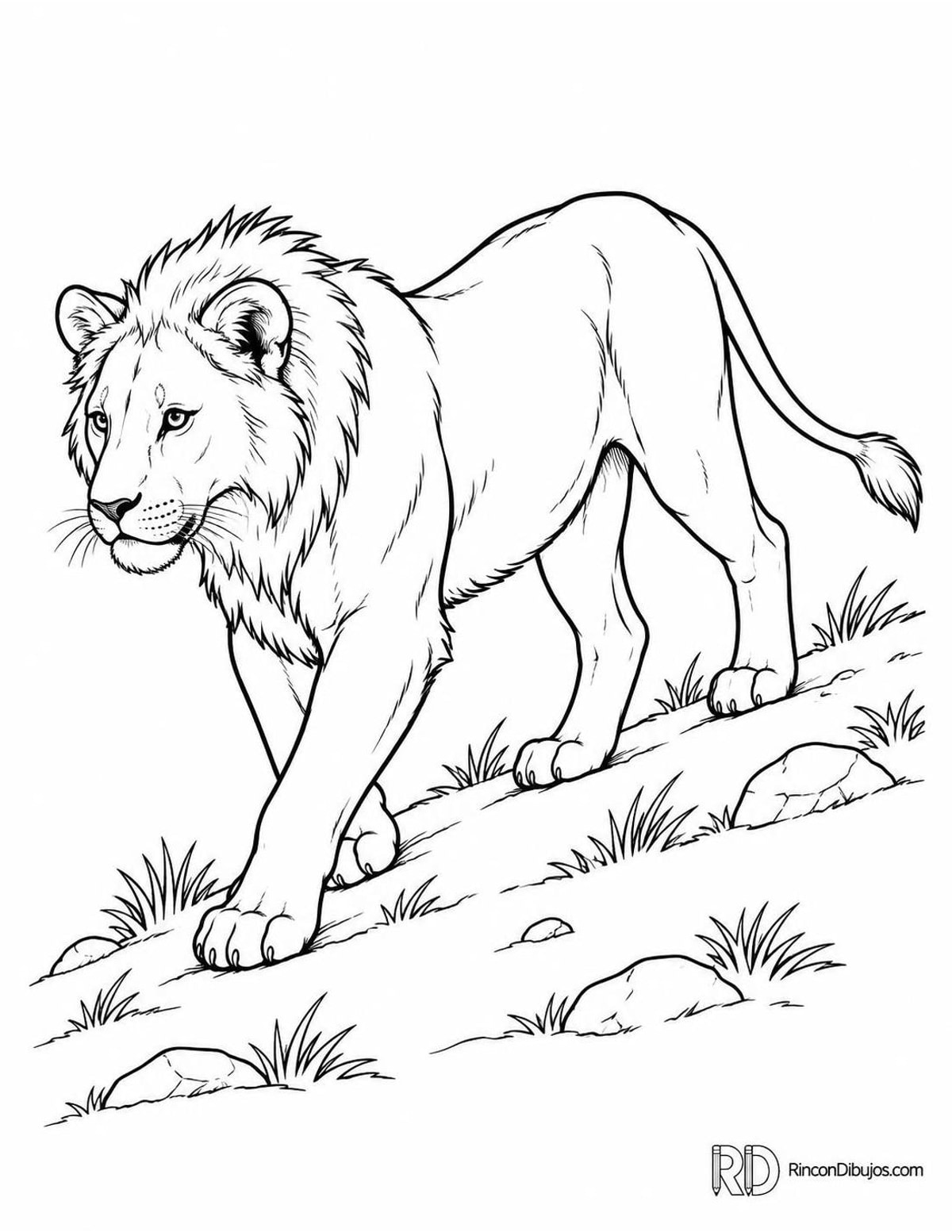 Dibujo de león joven para colorear Dibujo de león joven para colorear