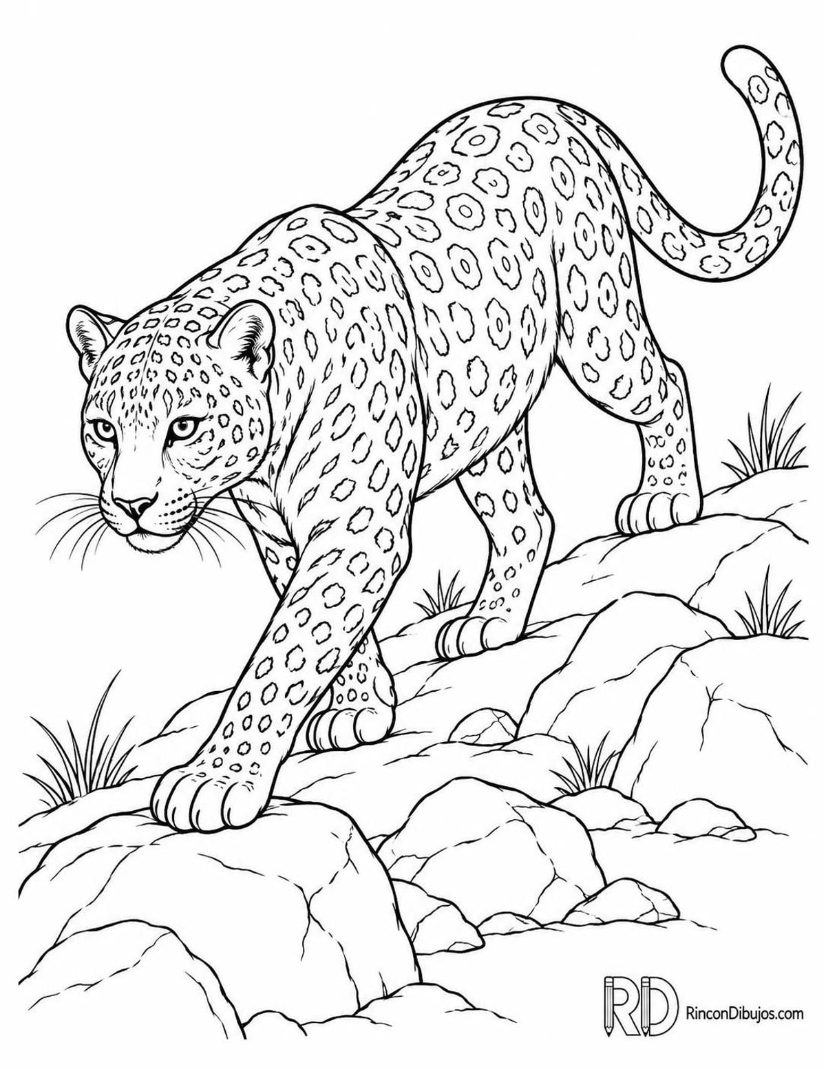 Dibujo de leopardo melánico para colorear Dibujo de leopardo melánico para colorear