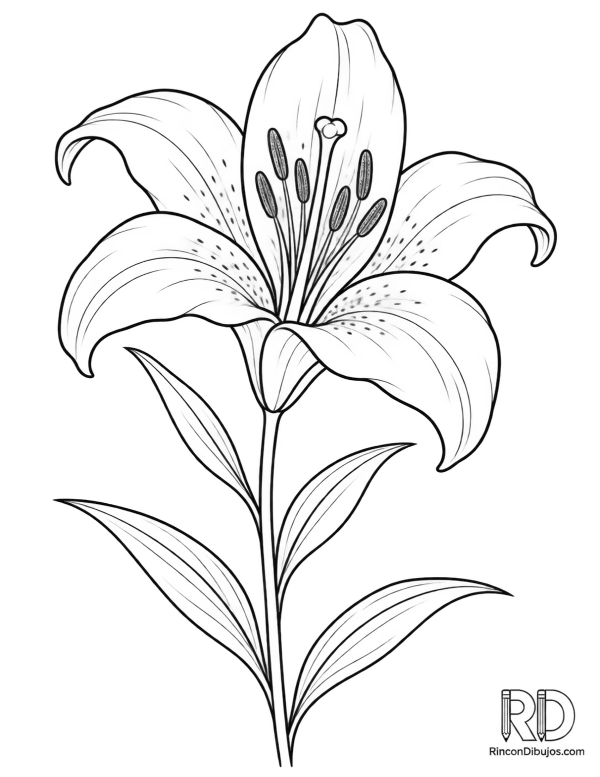 Dibujo de lirio para colorear Dibujo de lirio para colorear