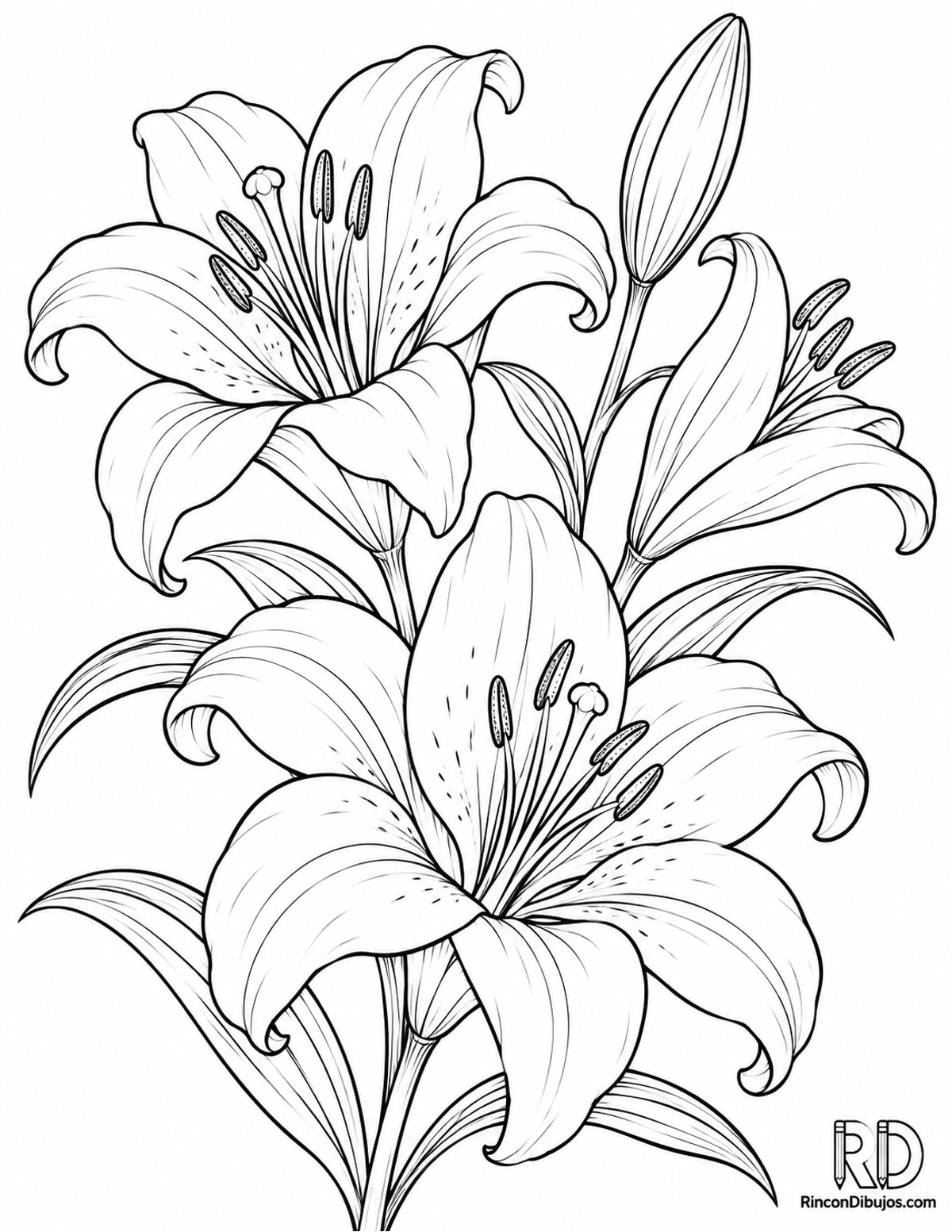Dibujo de lirios elegantes para colorear Dibujo de lirios elegantes para colorear