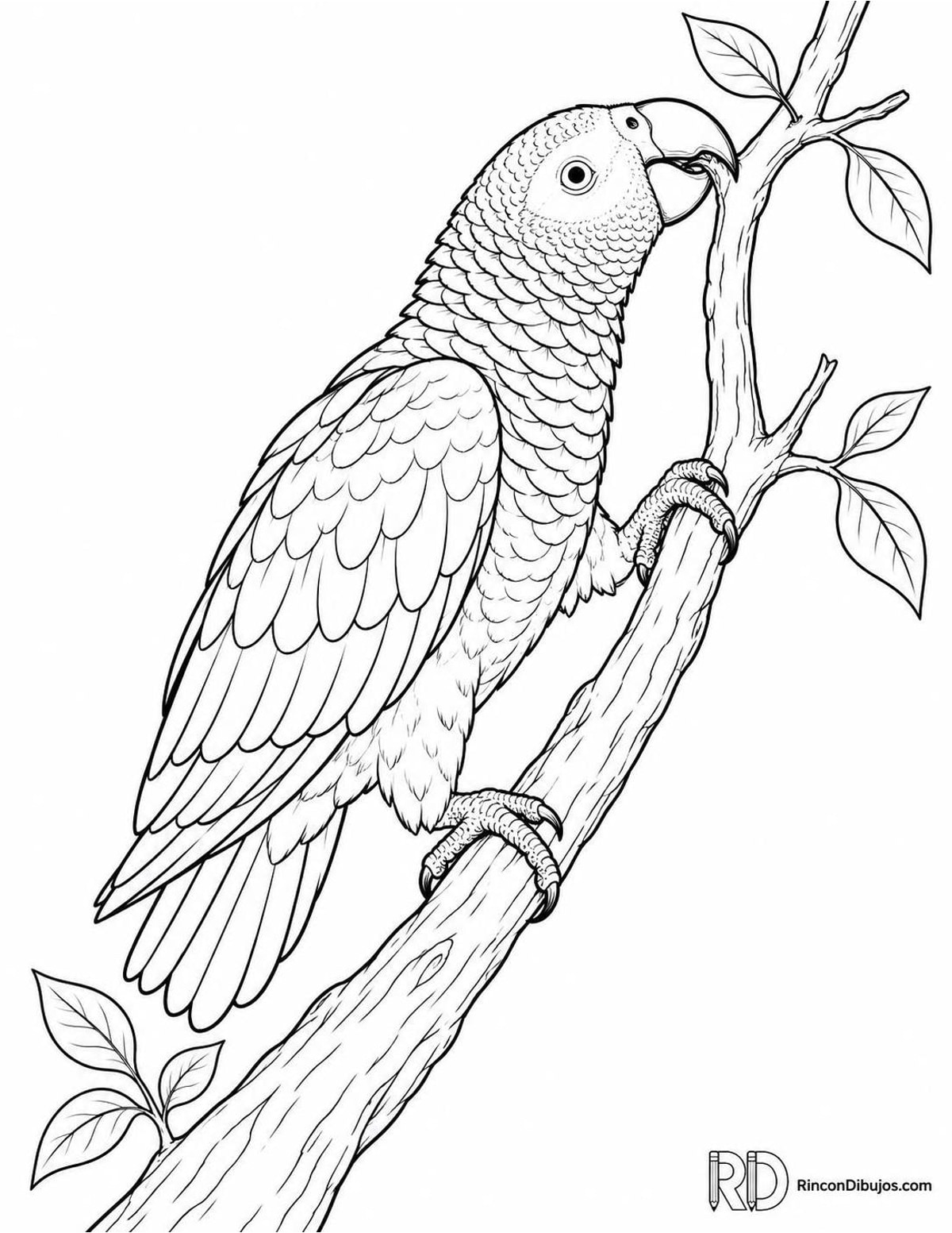Dibujo de loro gris africano para colorear