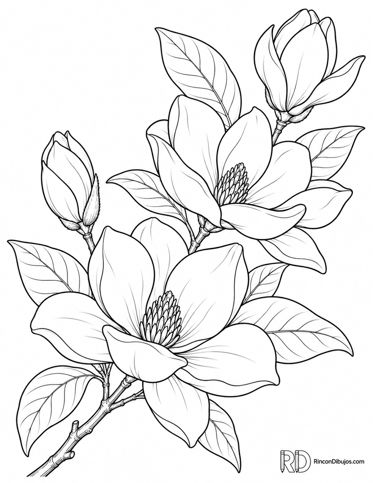 Dibujo de magnolia para colorear Dibujo de magnolia para colorear