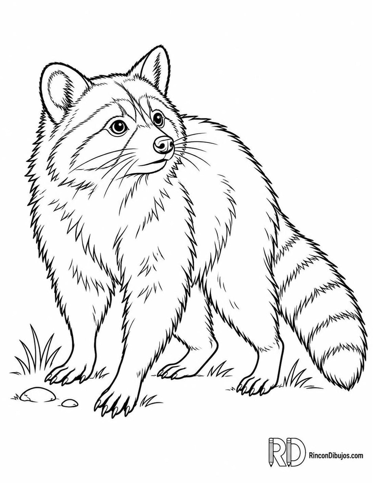 Dibujo de mapache alerta para colorear Dibujo de mapache alerta para colorear