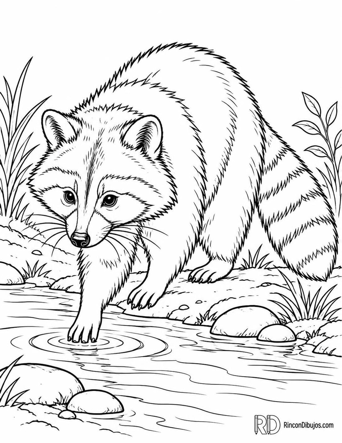 Dibujo de mapache arroyo para colorear Dibujo de mapache arroyo para colorear