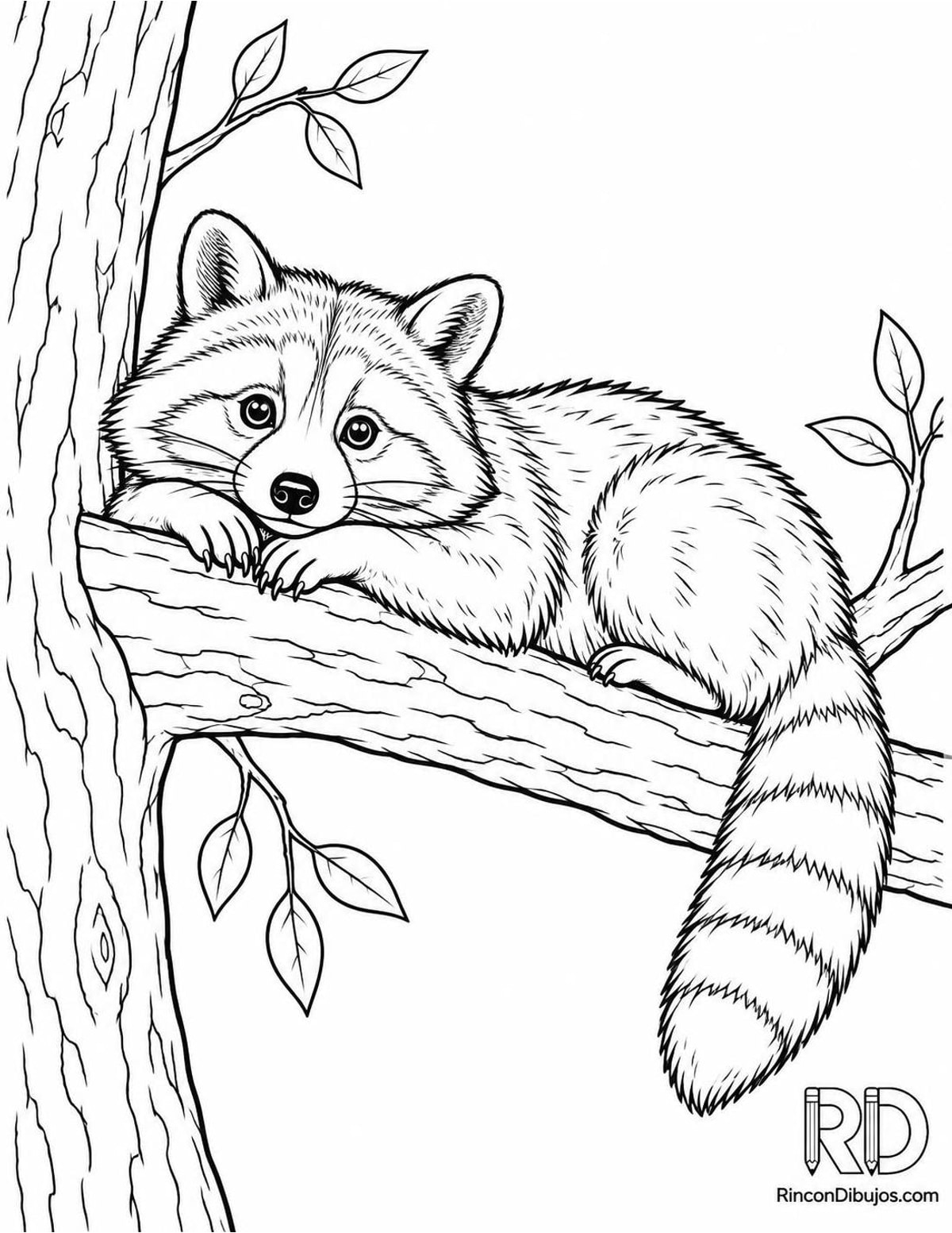 Dibujo de mapache descansando para colorear Dibujo de mapache descansando para colorear