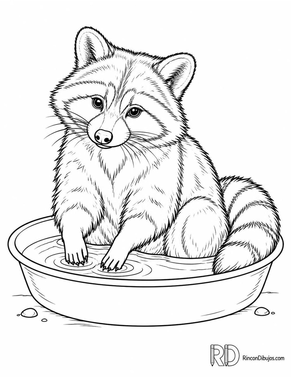 Dibujo de mapache para colorear