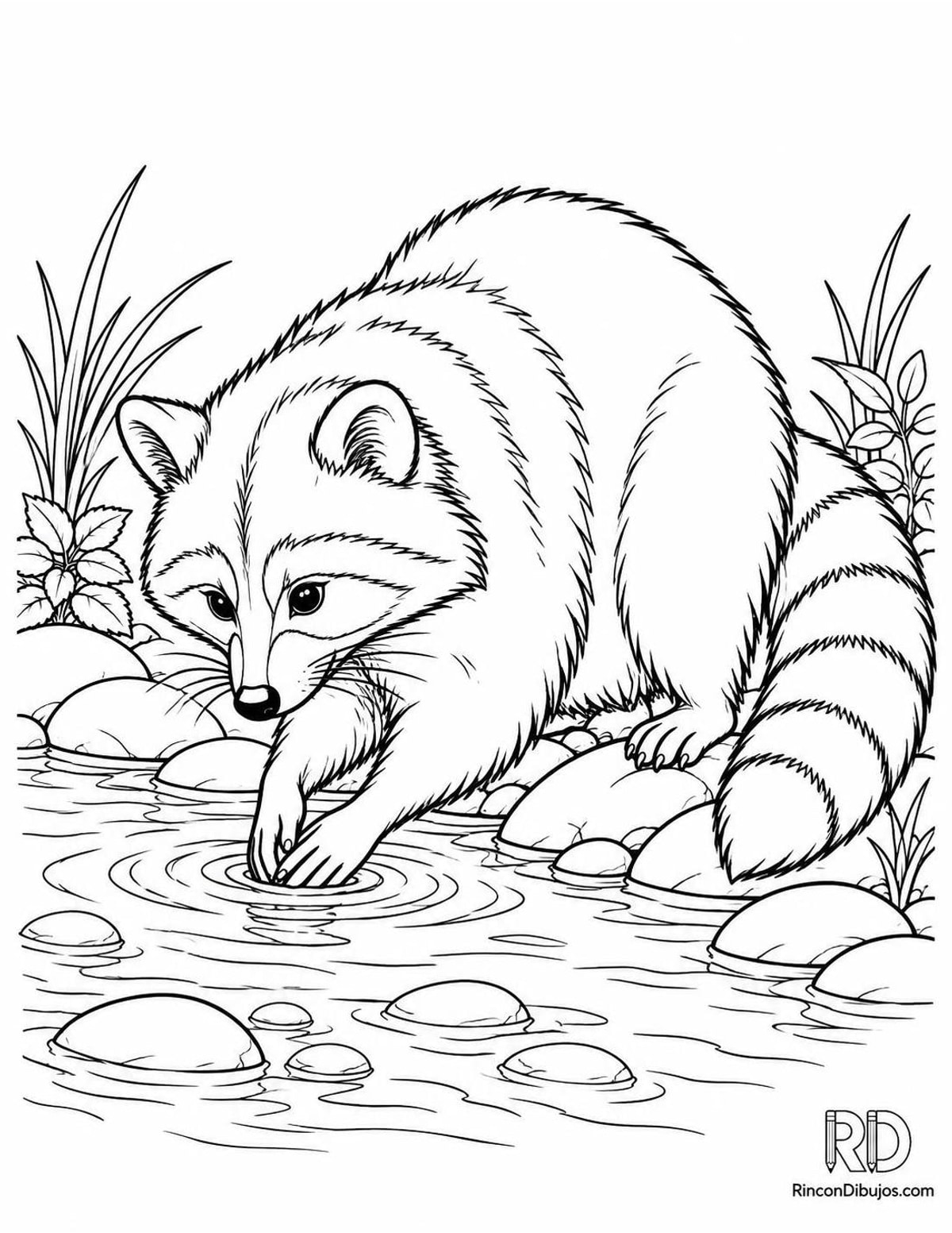 Dibujo de mapache para colorear