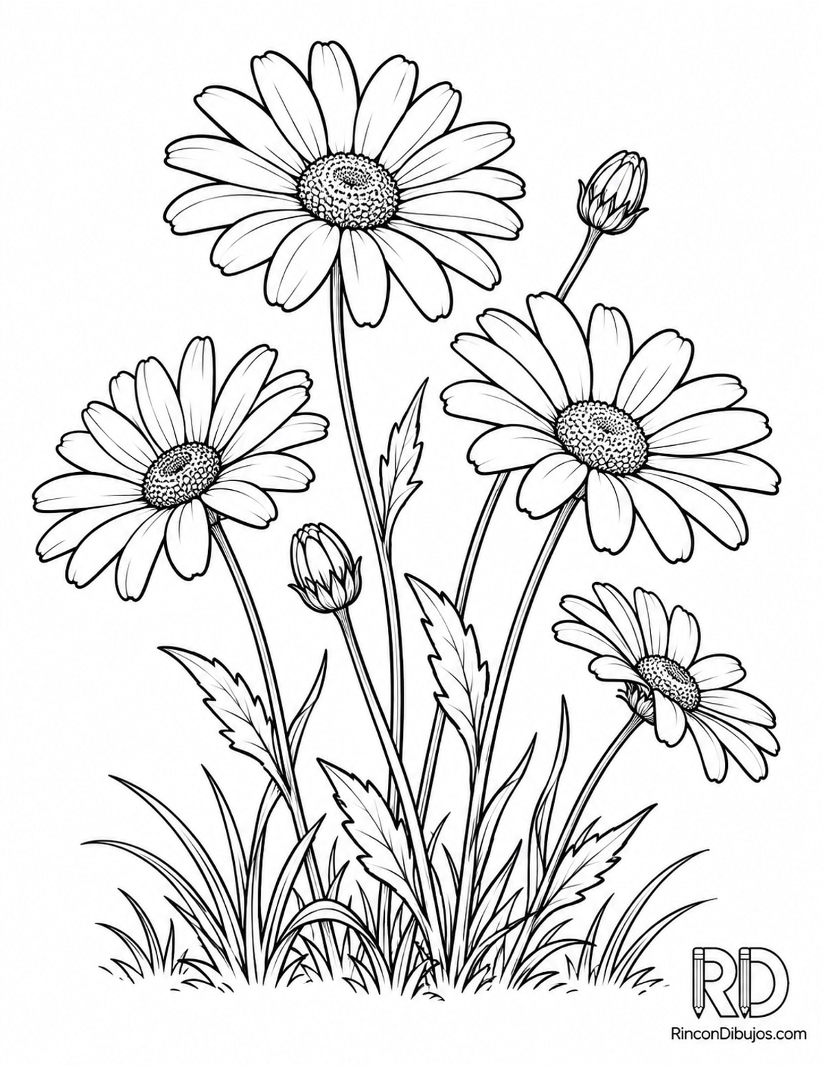 Dibujo de margaritas silvestres para colorear Dibujo de margaritas silvestres para colorear