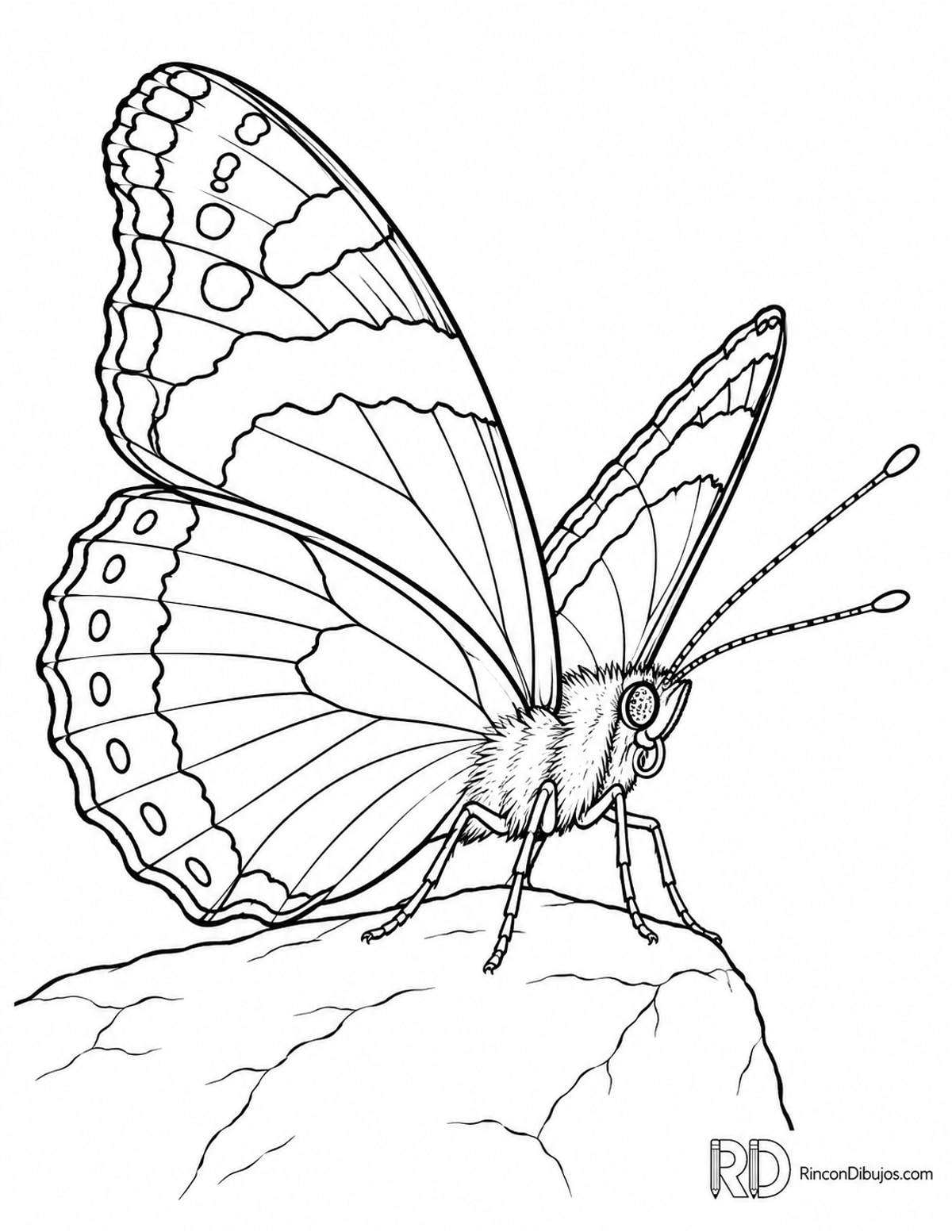 Dibujo de mariposa almirante rojo para colorear Dibujo de mariposa almirante rojo para colorear